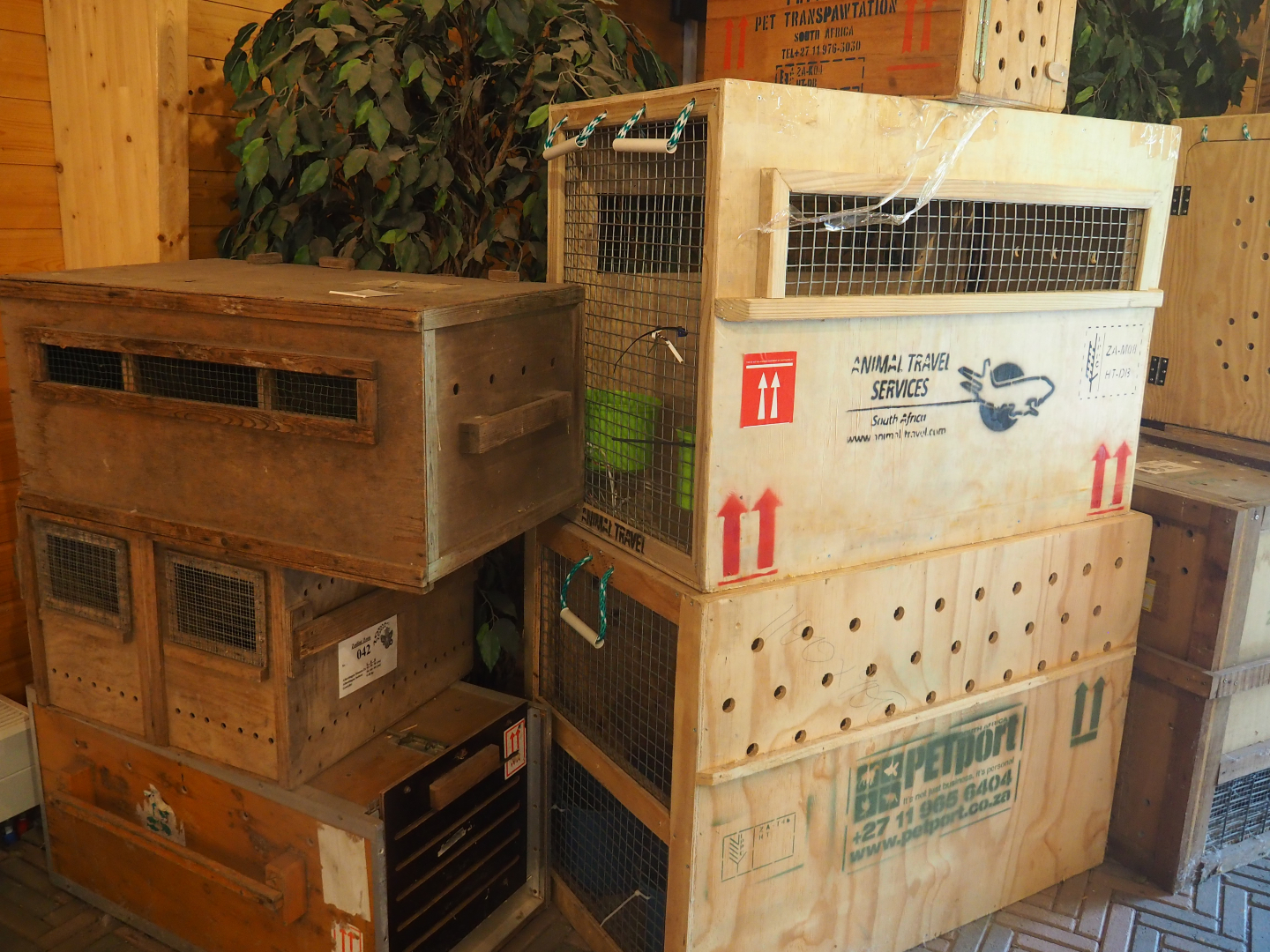 Animal transport crates, 2019-08-11