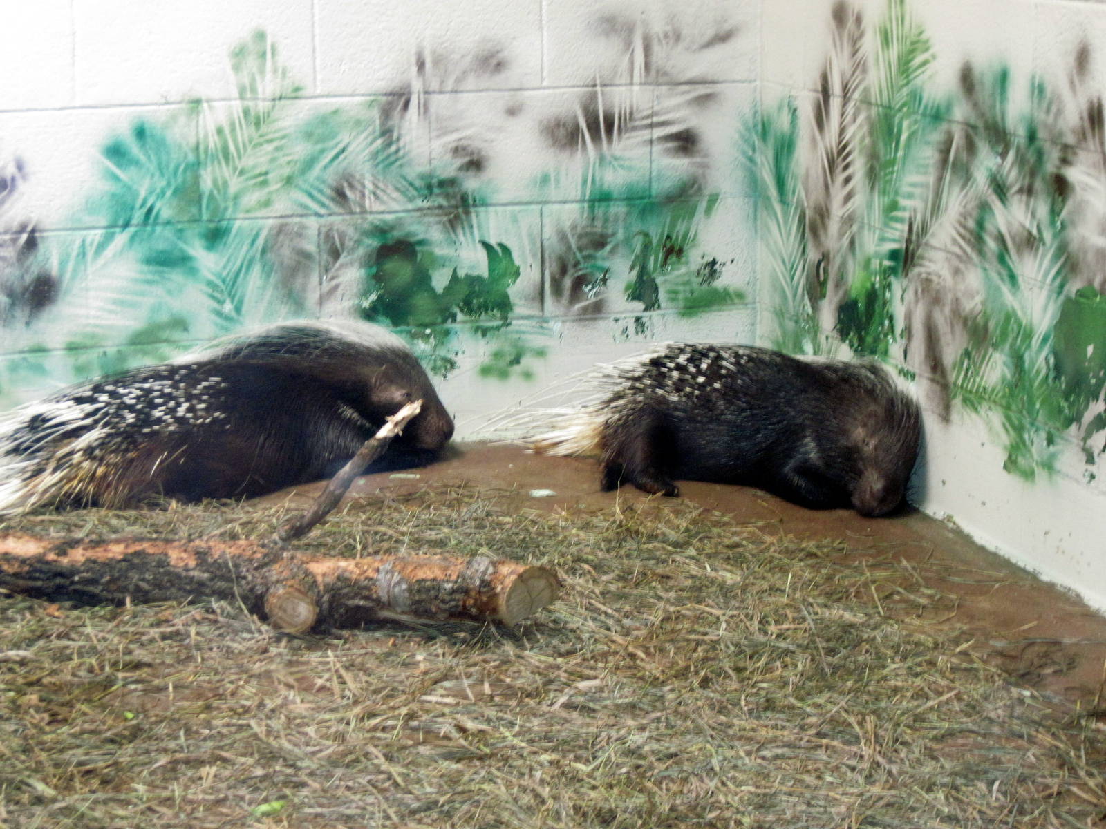 Animals and Man-African Crested Porcupines