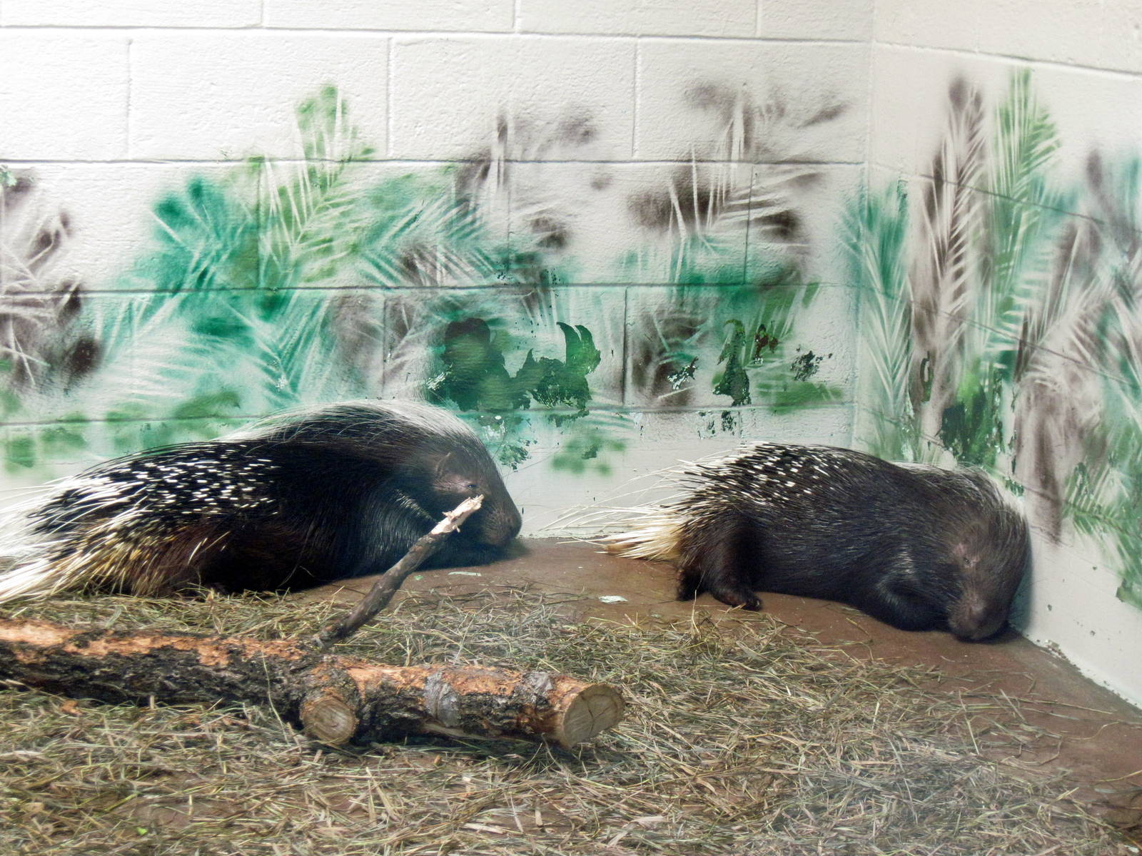 Animals and Man-African Crested Porcupines