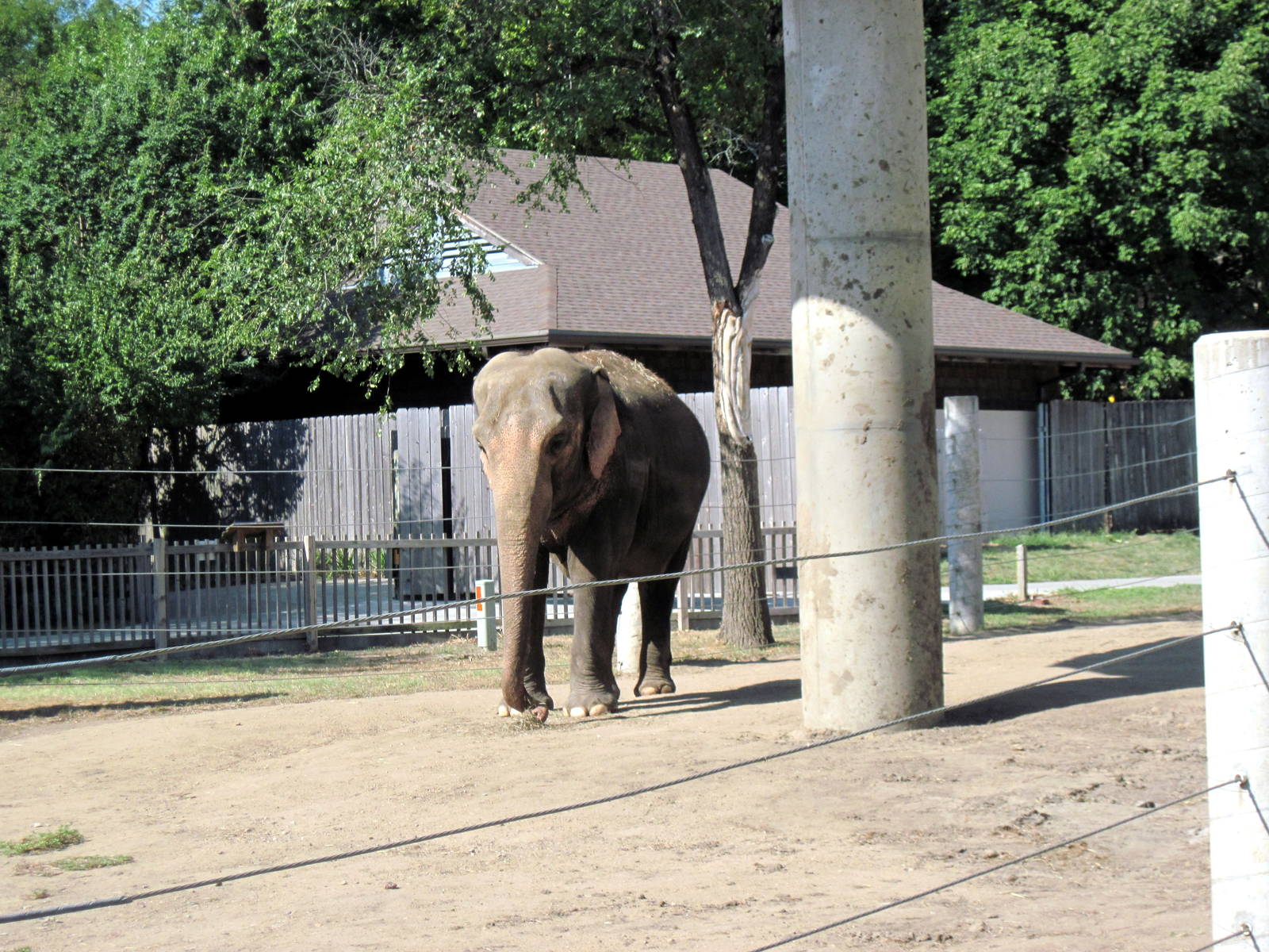 Animals and Man-Asian Elephant