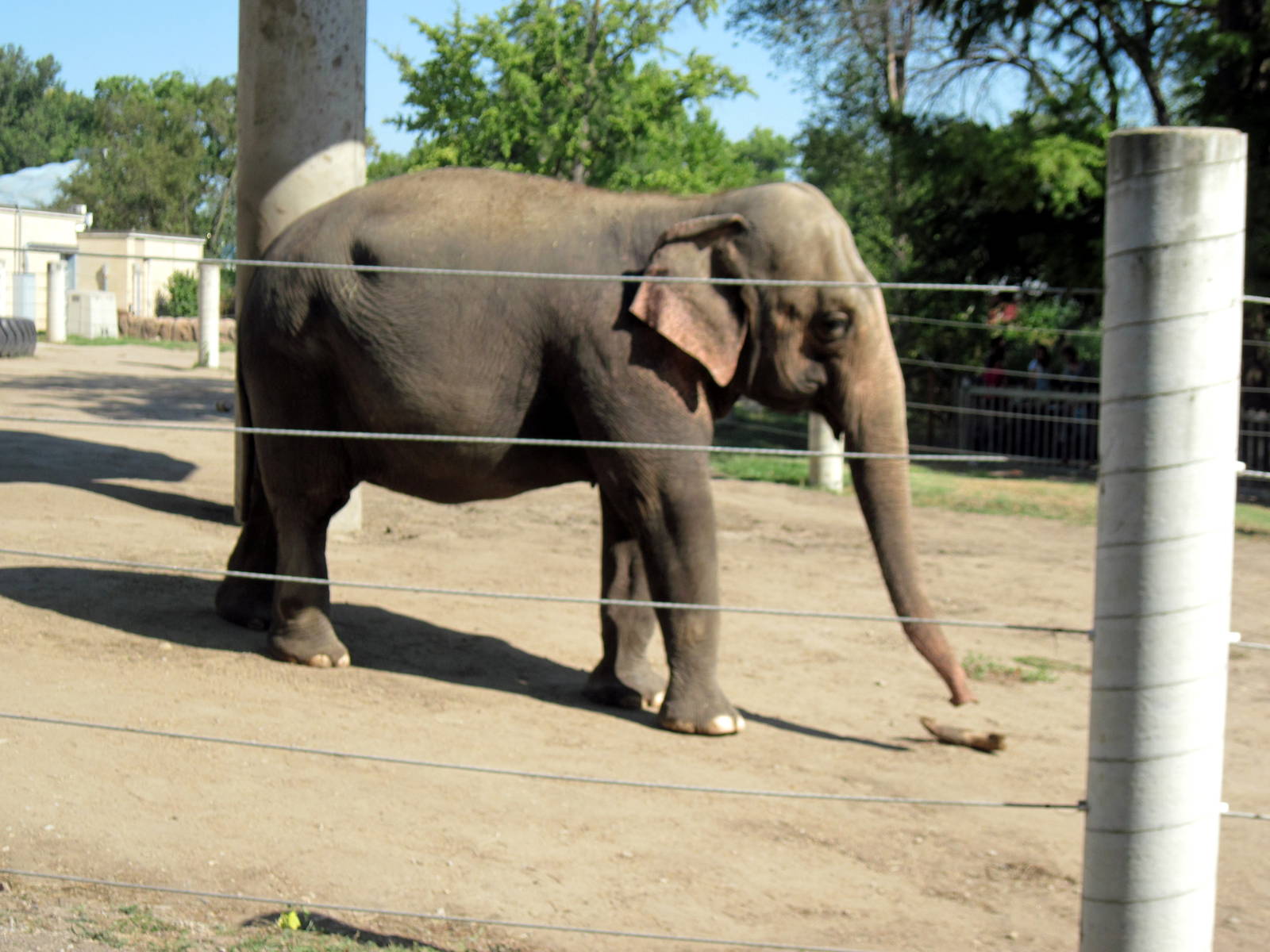 Animals and Man-Asian Elephant