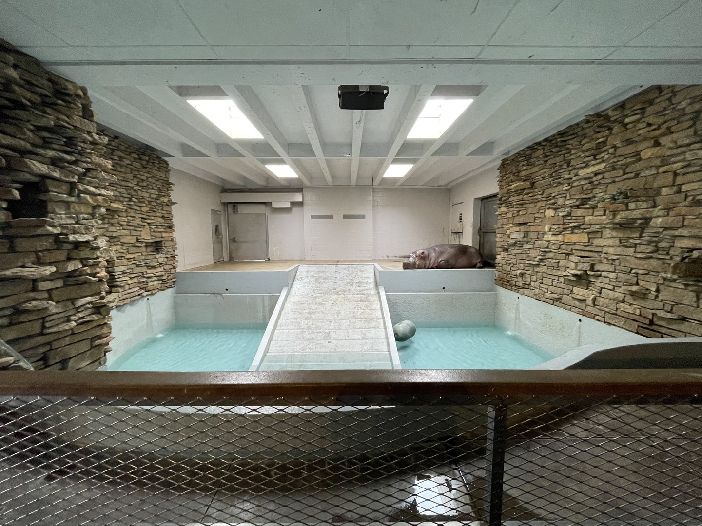 Animals and Man Building - Hippo Exhibit