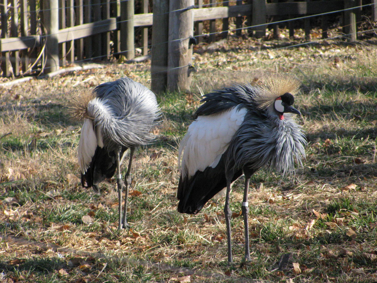 Animals and Man-Gray Crowned Crane