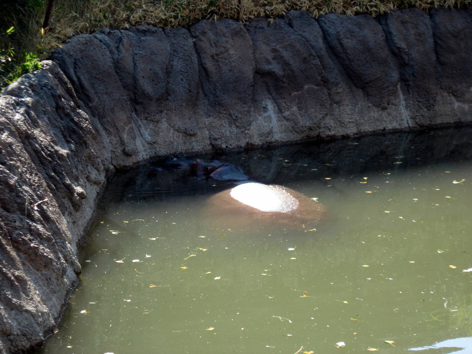Animals and Man-Nile Hippopotamuses