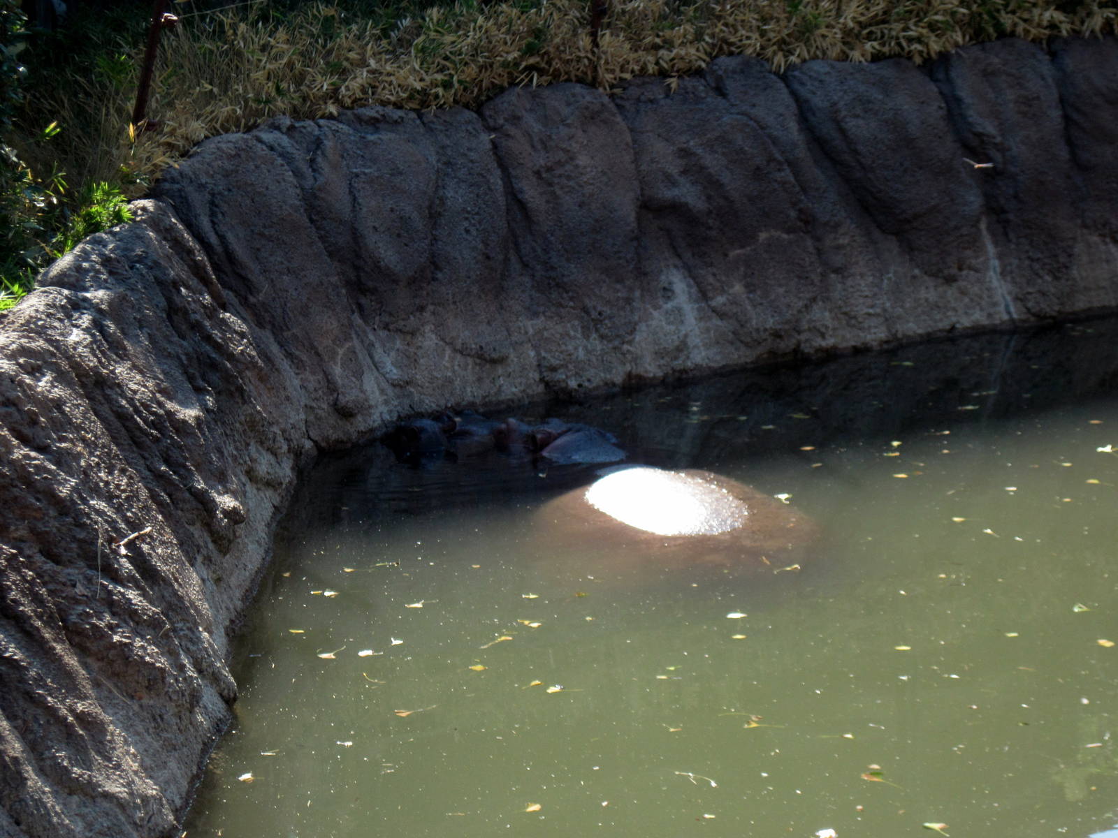 Animals and Man-Nile Hippopotamuses