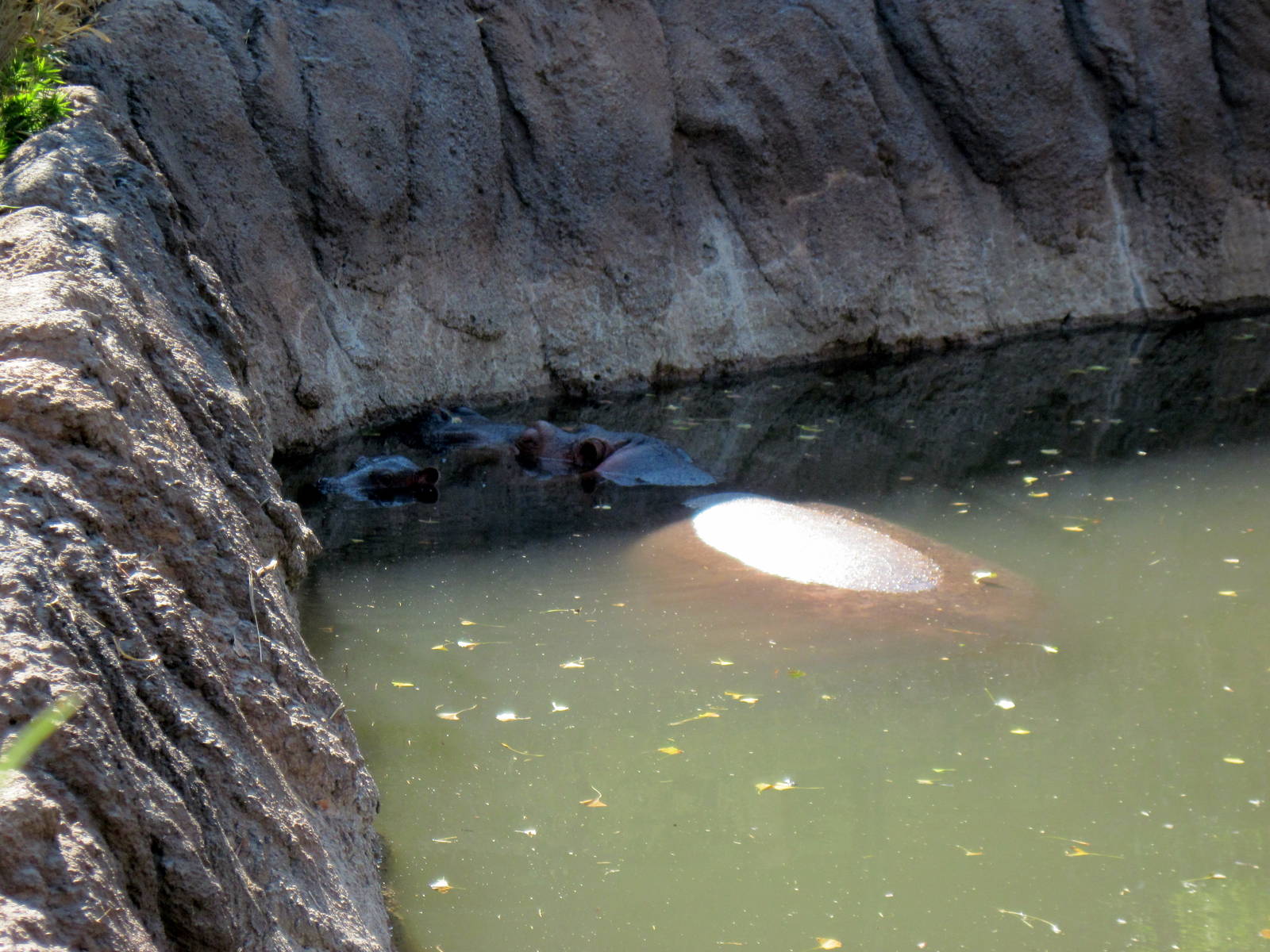 Animals and Man-Nile Hippopotamuses