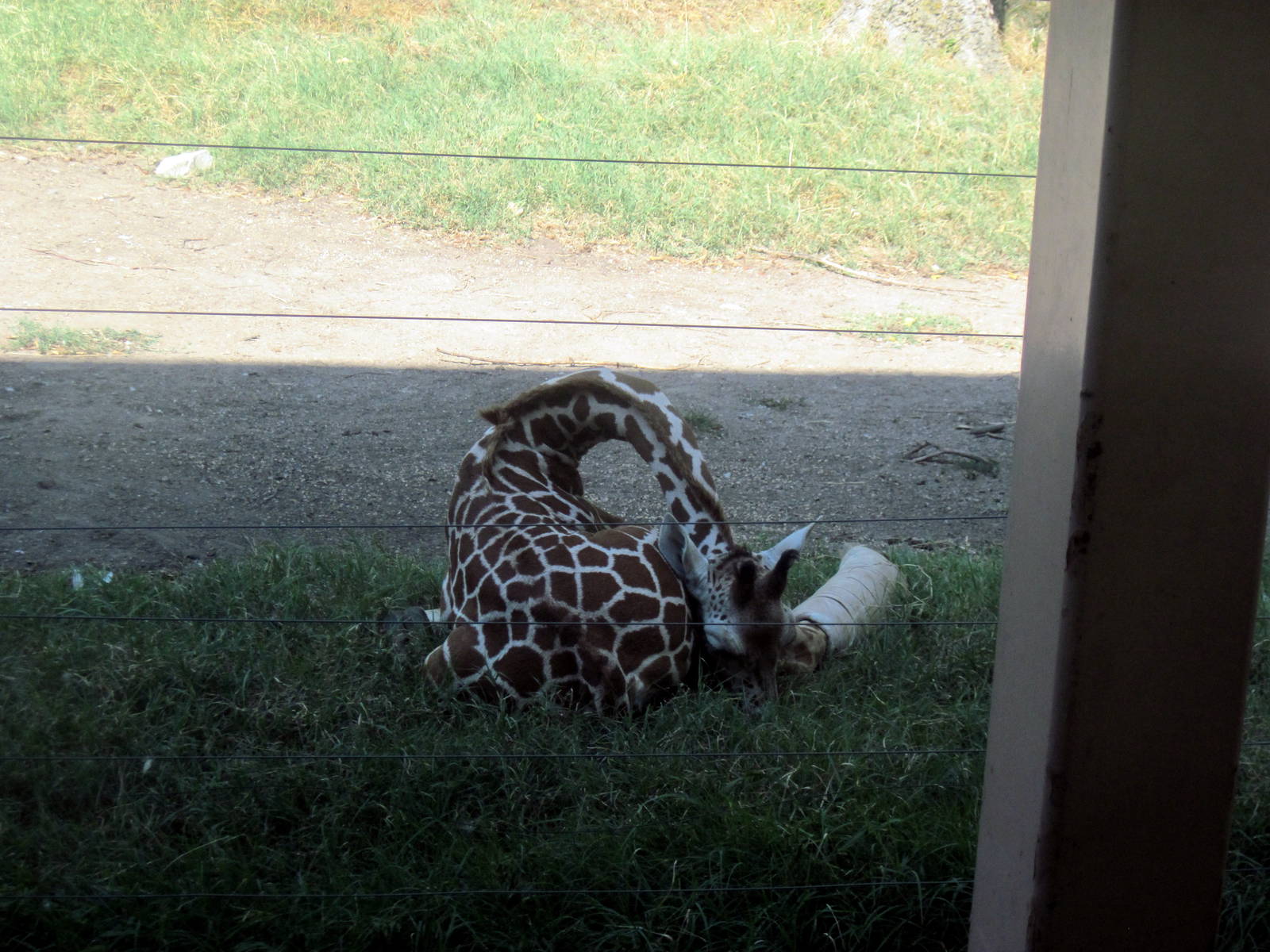 Animals and Man-Reticulated Giraffe