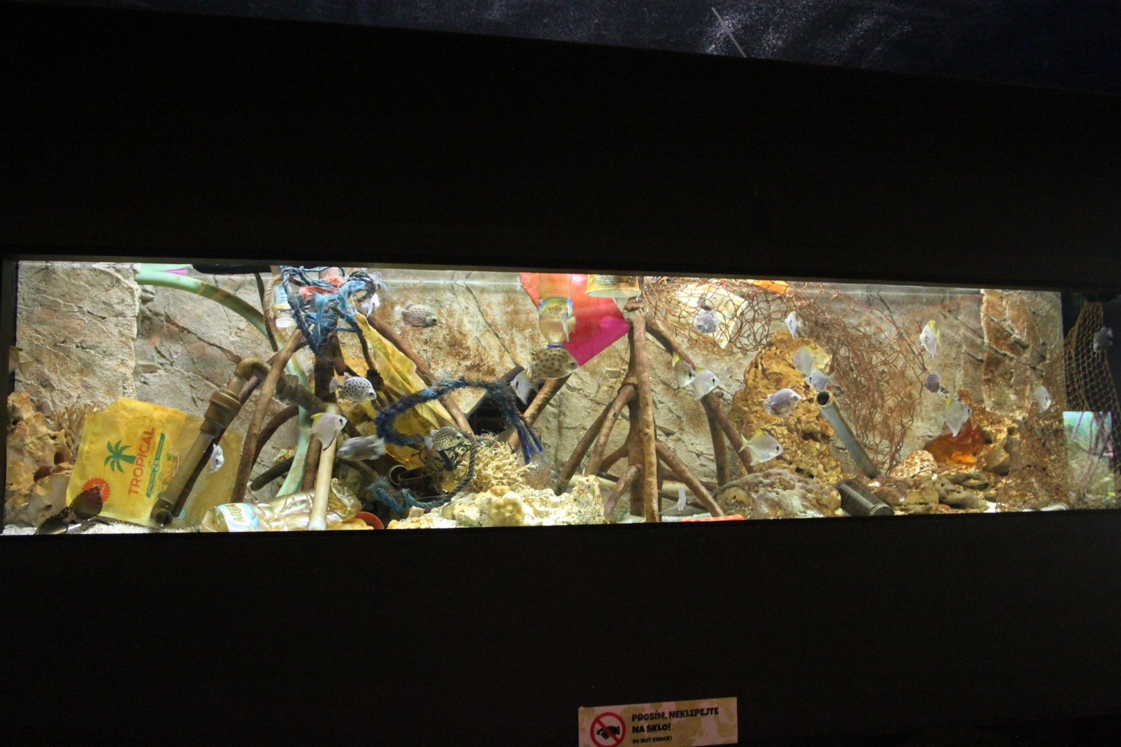 Animals and plastic pollution - Spotted scat and Silver moonfish aquarium
