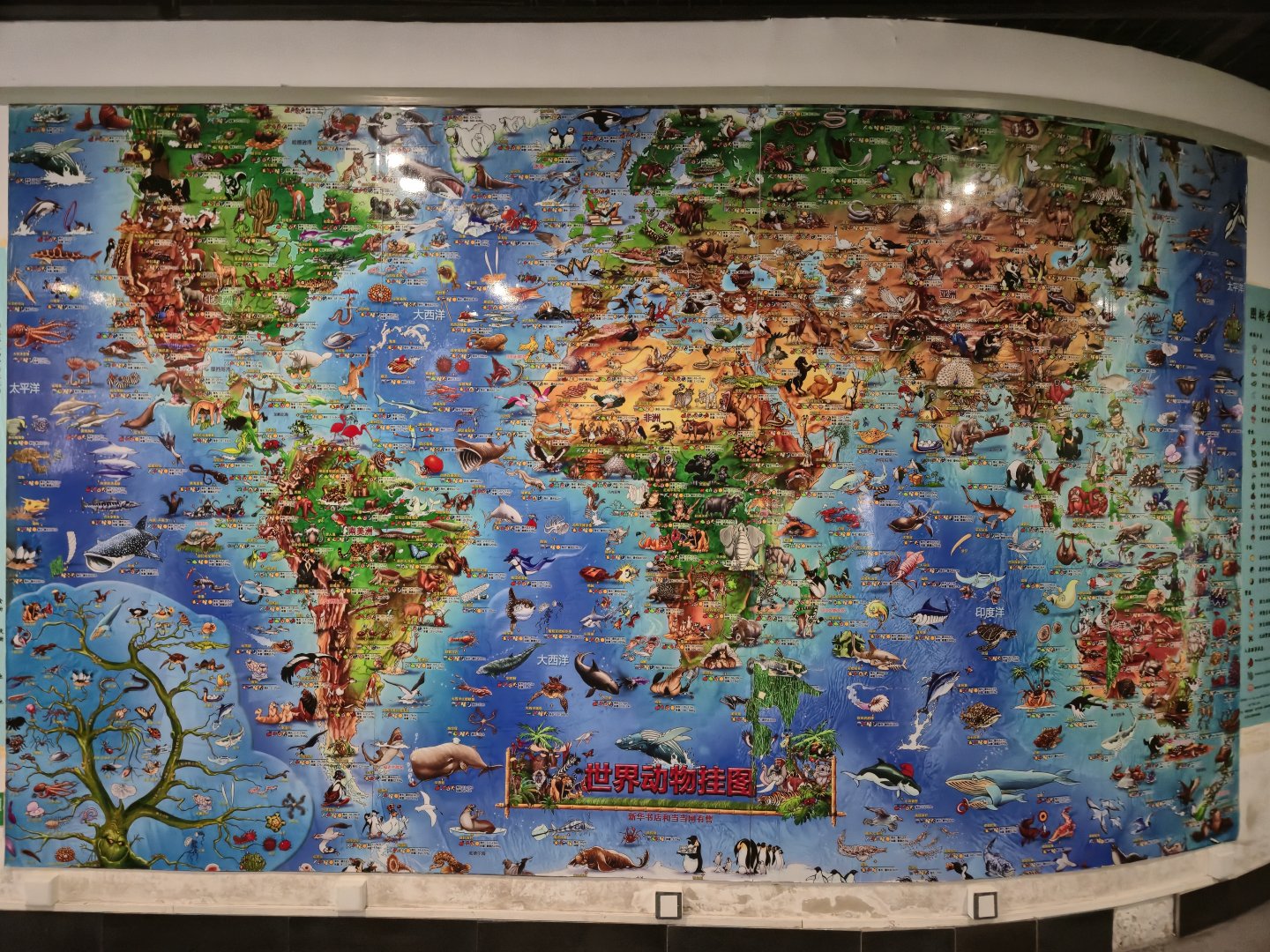 Animals around the World