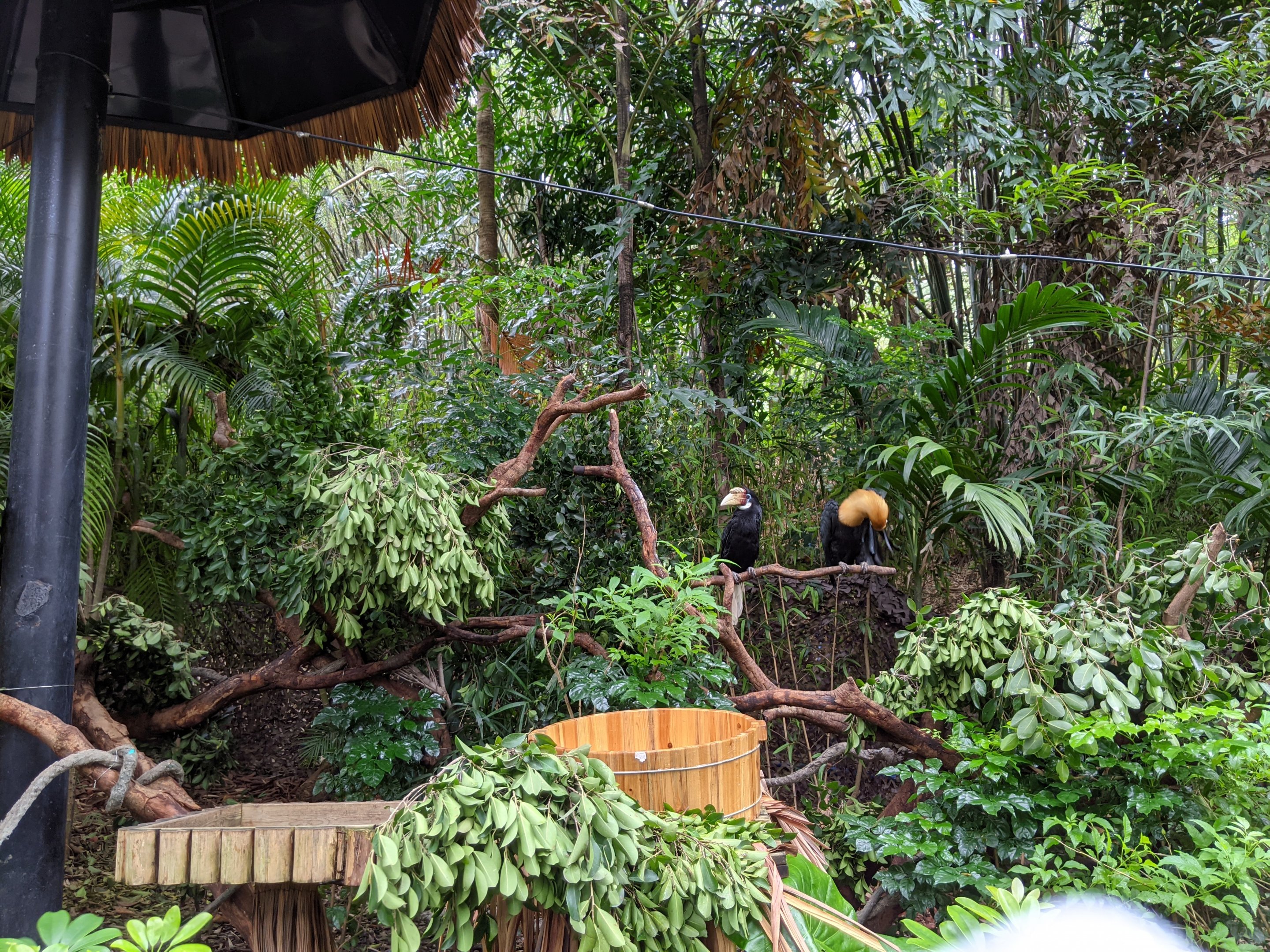 Animals as photo props - hornbills