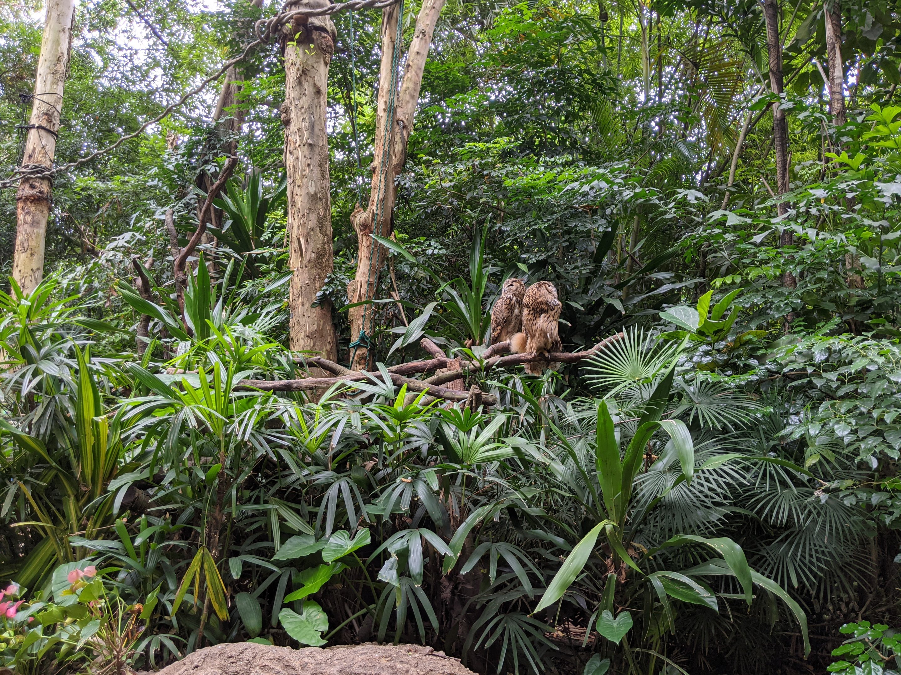 Animals as photo props - owls