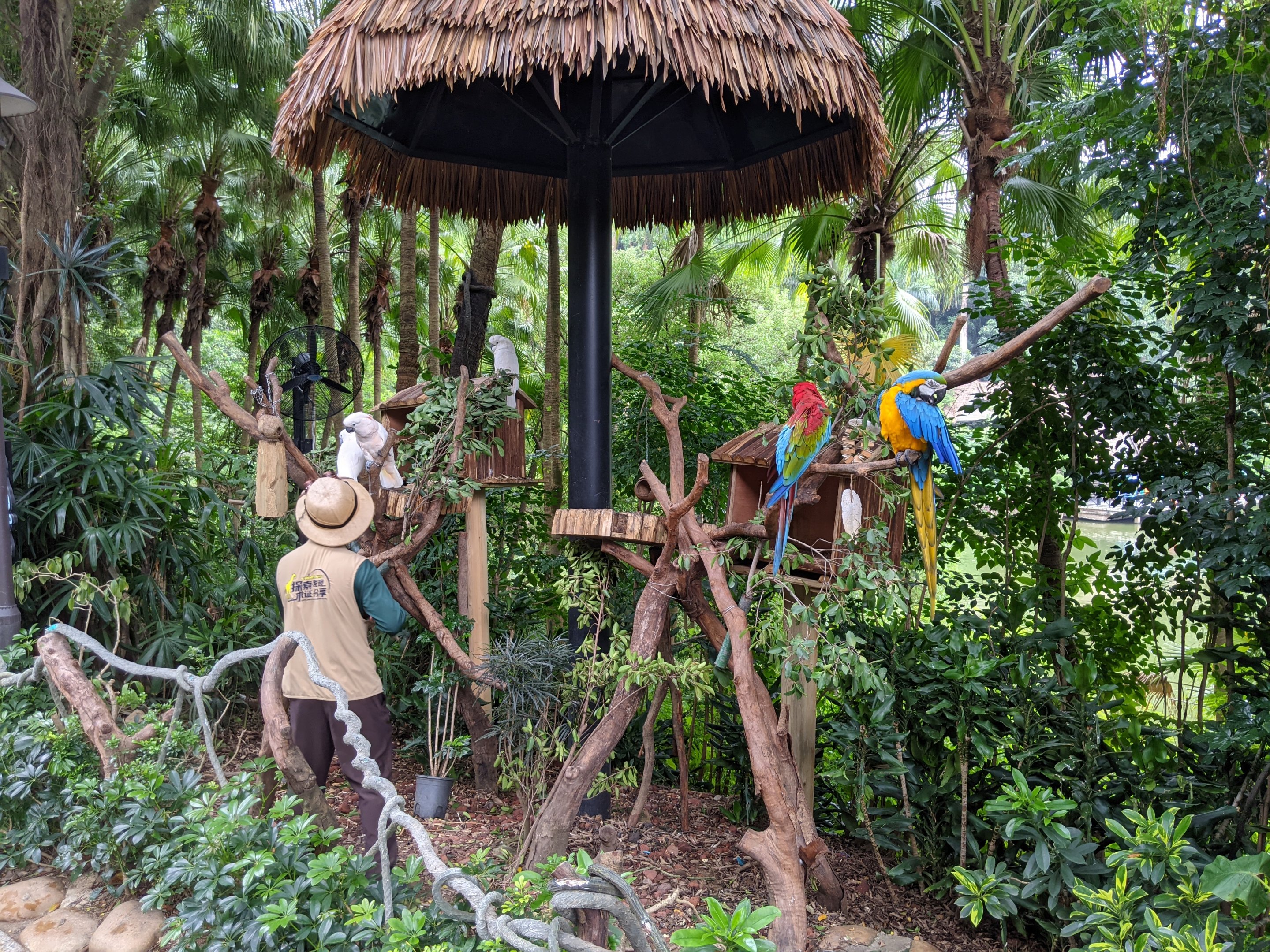 Animals as photo props - parrots