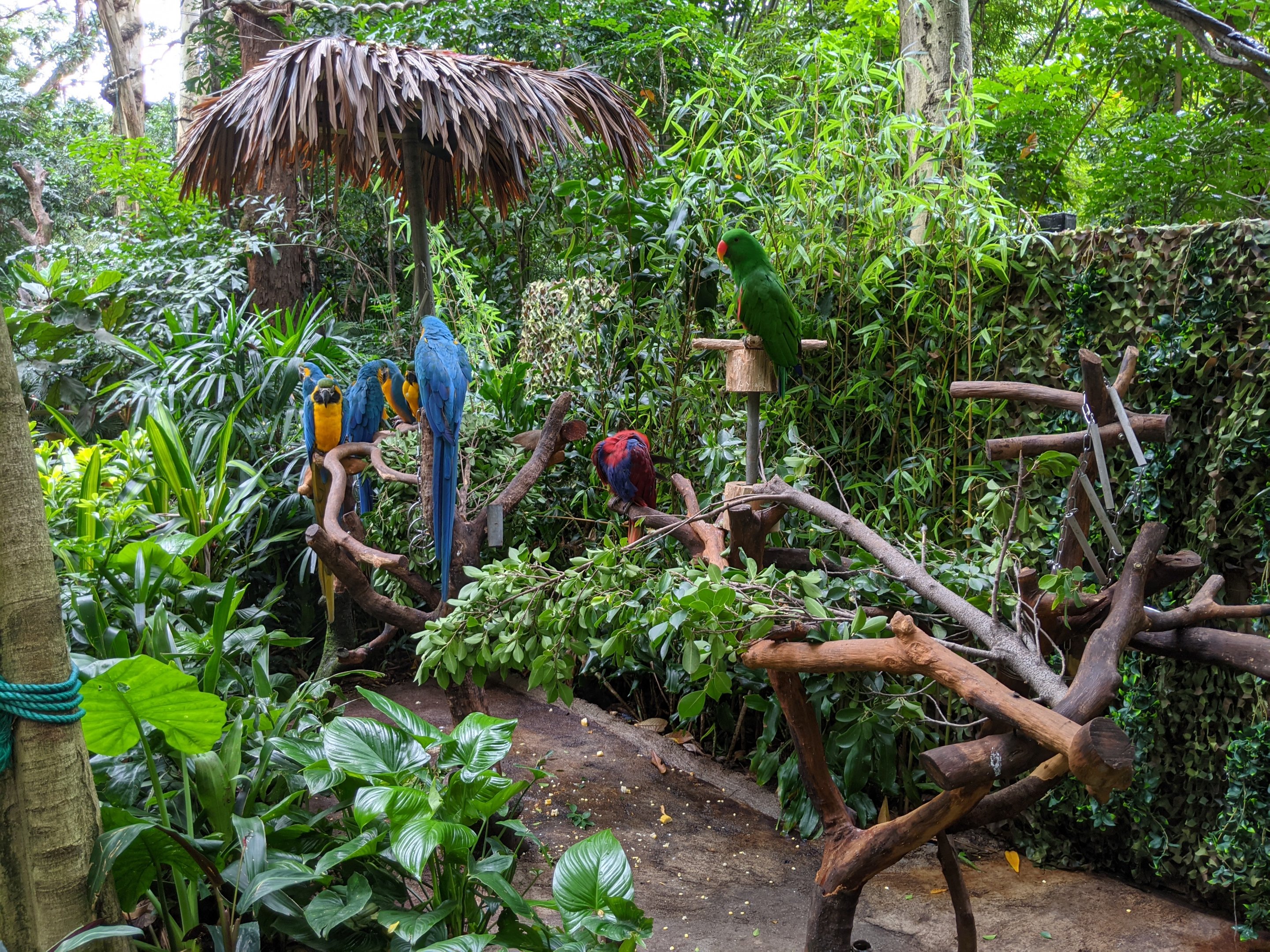 Animals as photo props - parrots