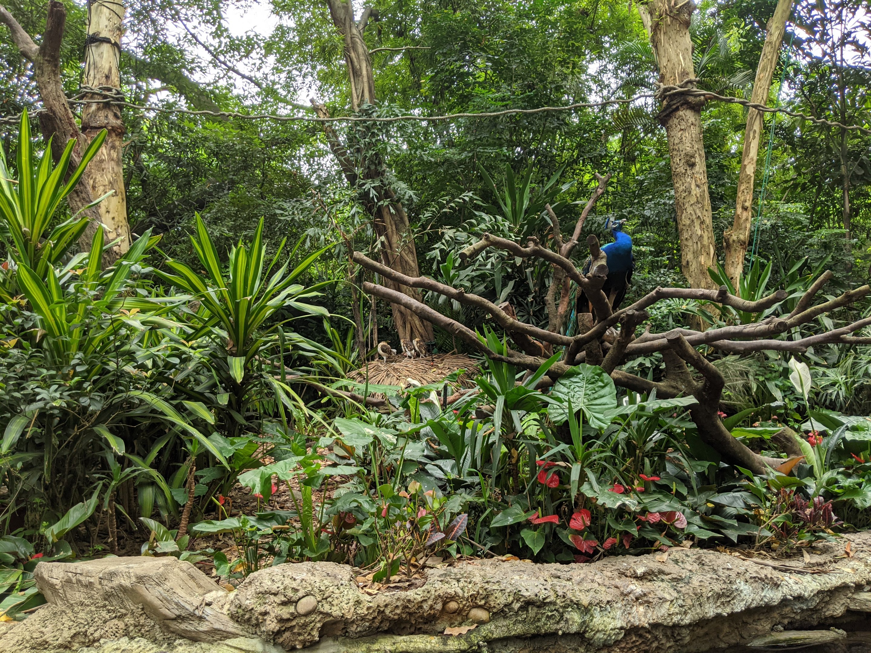 Animals as photo props - peacock