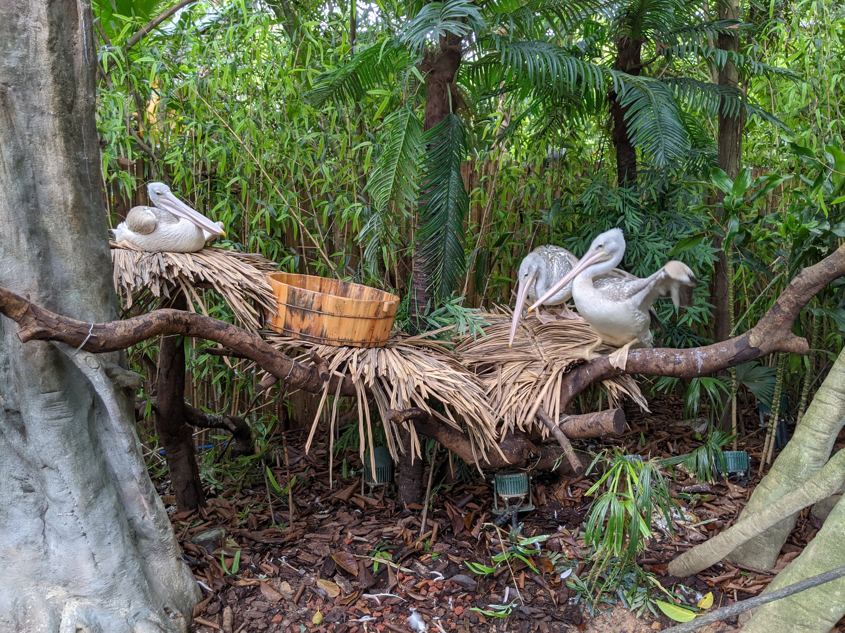 Animals as photo props - pelicans