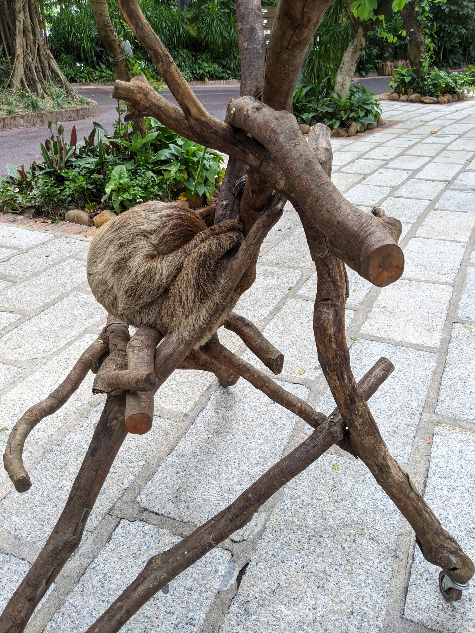 Animals as photo props - sloth