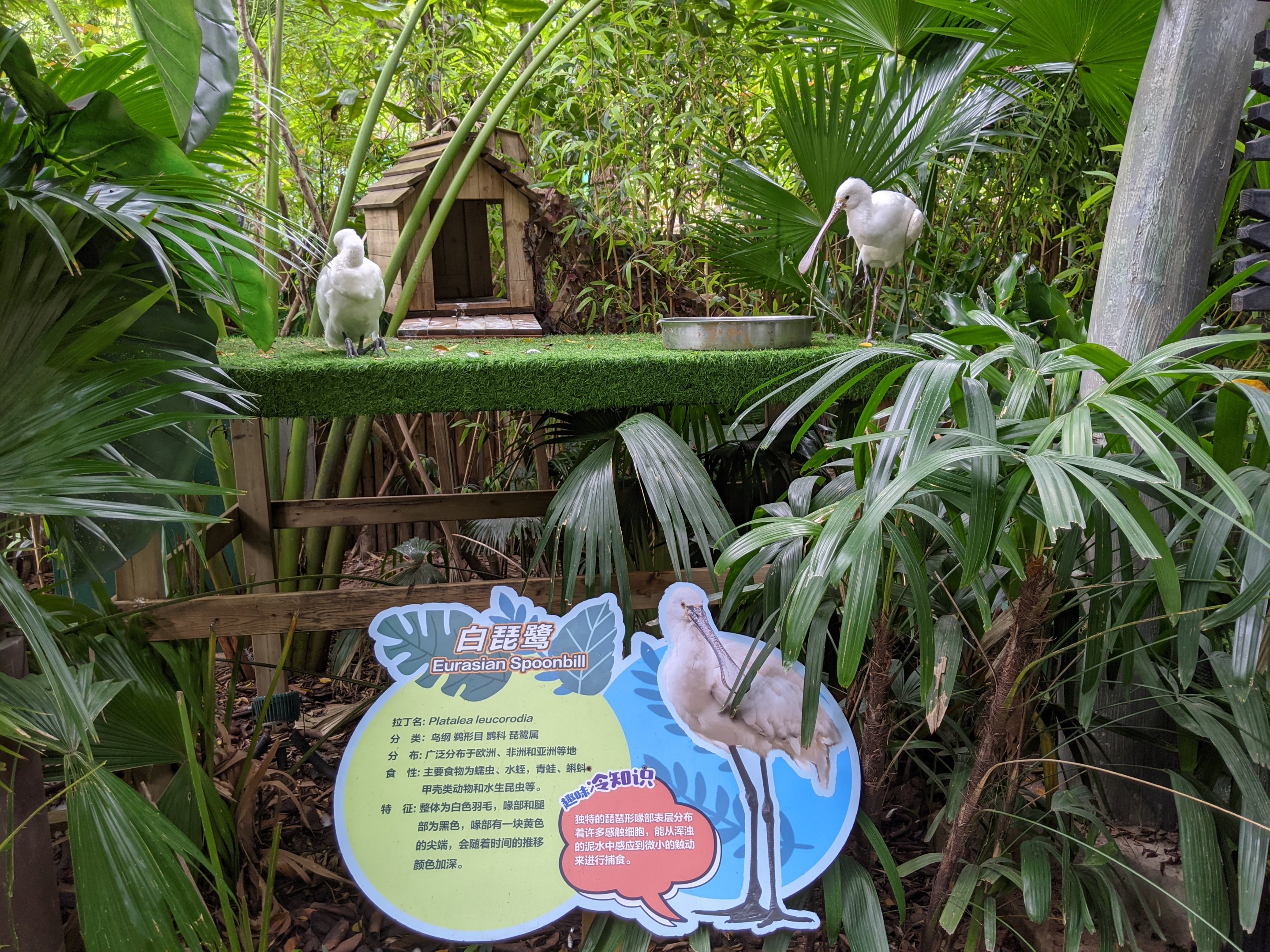 Animals as photo props - spoonbills