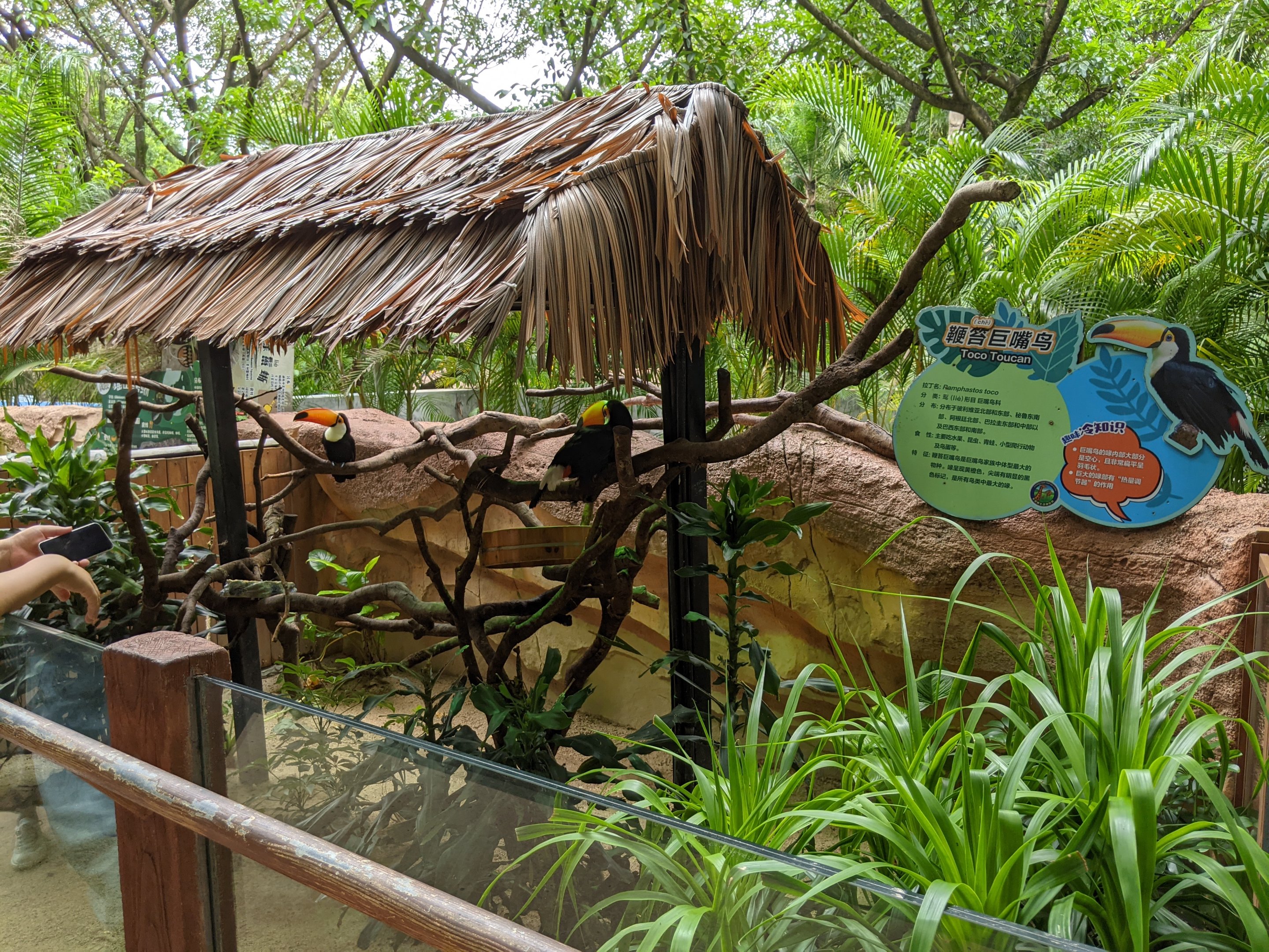 Animals as photo props - toucans