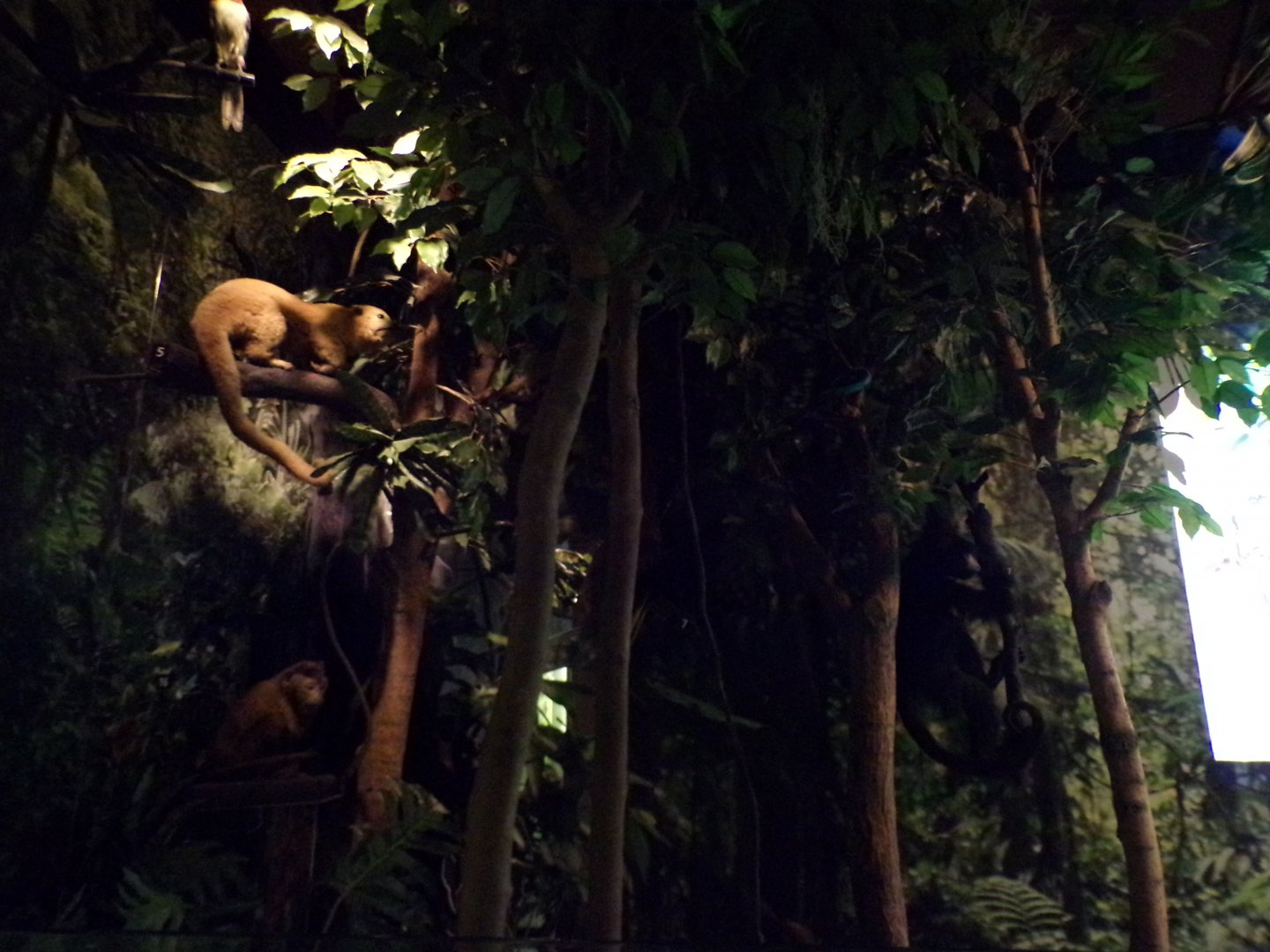 Animals in the trees in Amazon display(taken at Kelvingrove museum) 12.2.24