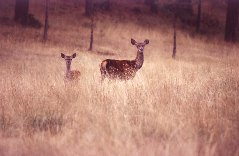 animals in the wild,female and baby red deer.
