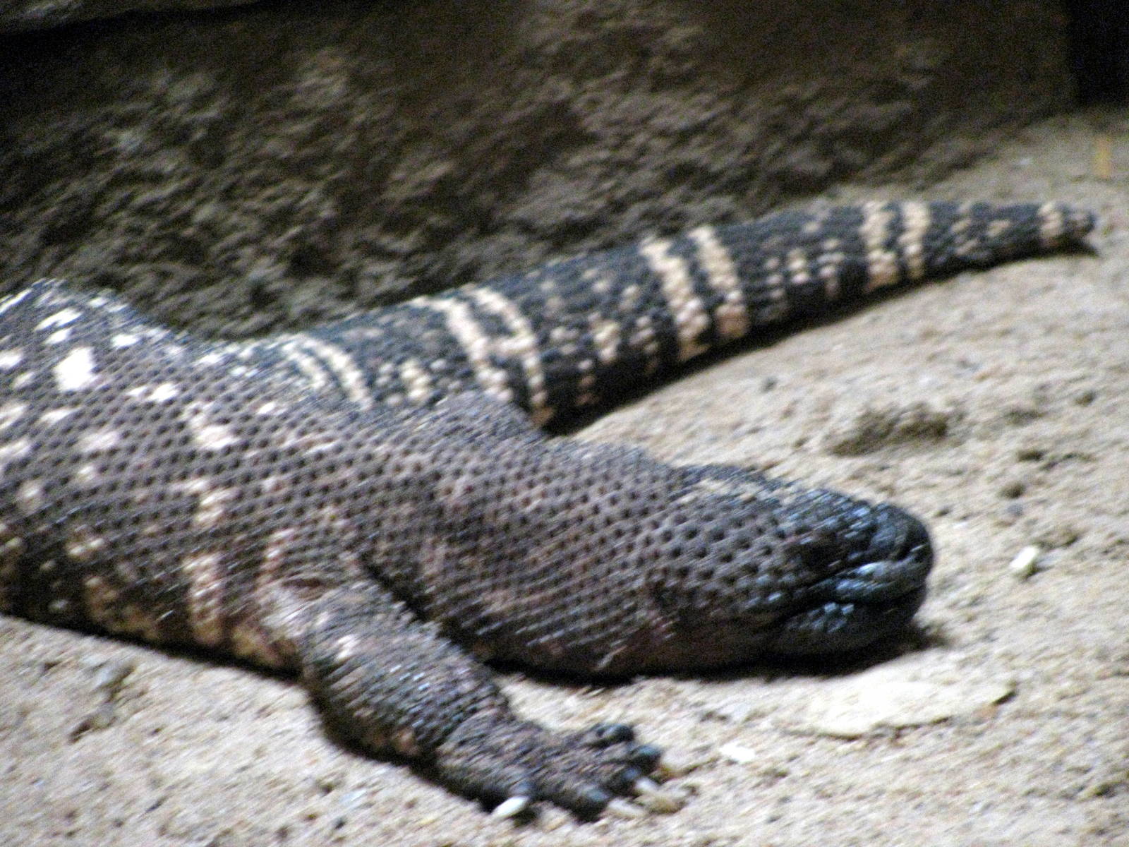 Animals & Man-Mexican Beaded Lizard