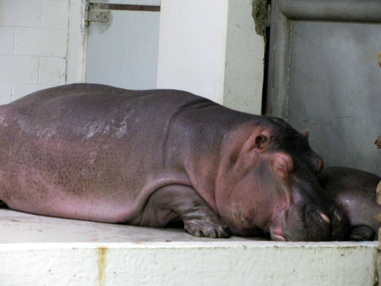 Animals & Man-Nile Hippopotamuses