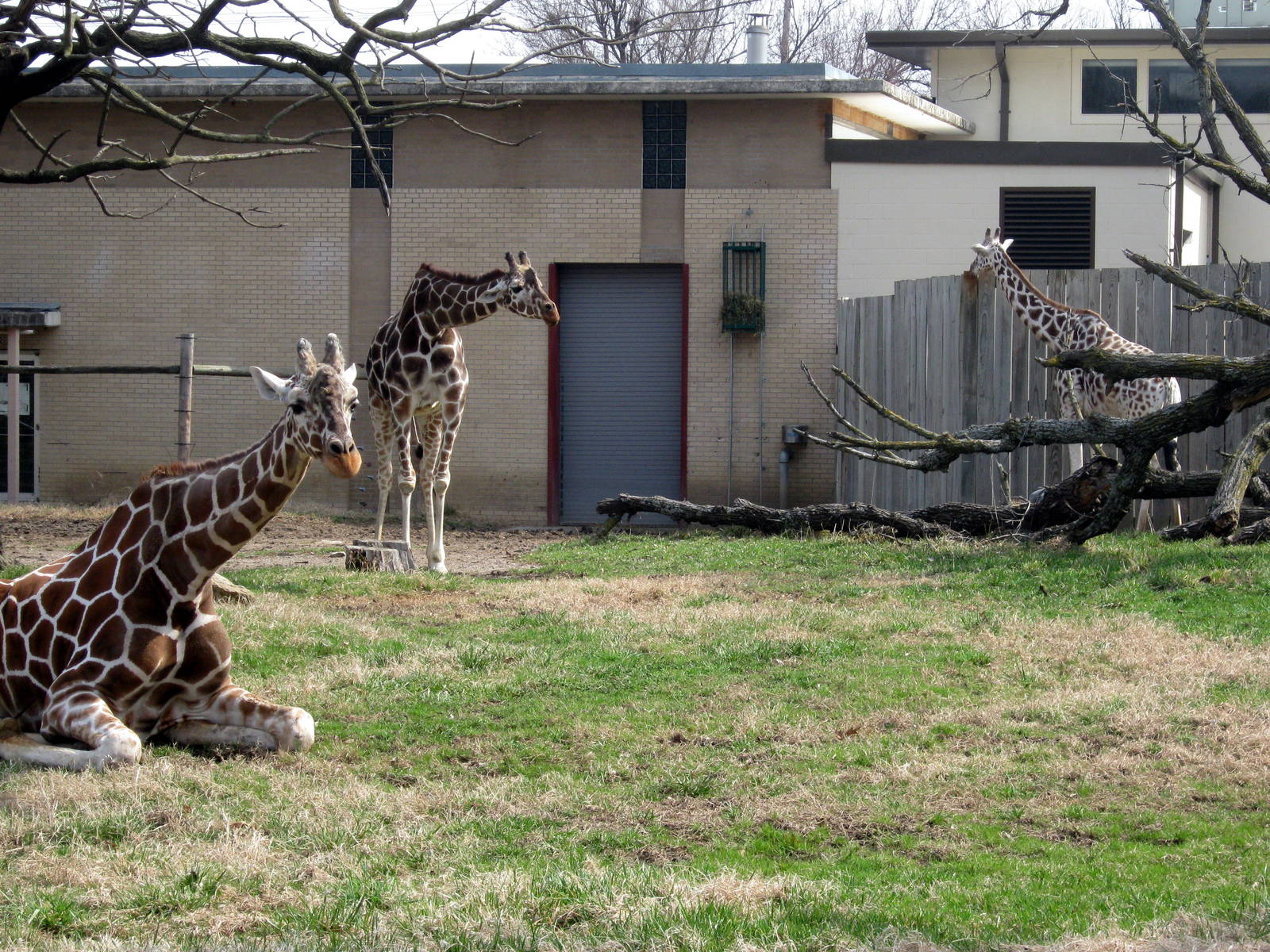 Animals & Man-Reticulated Giraffe