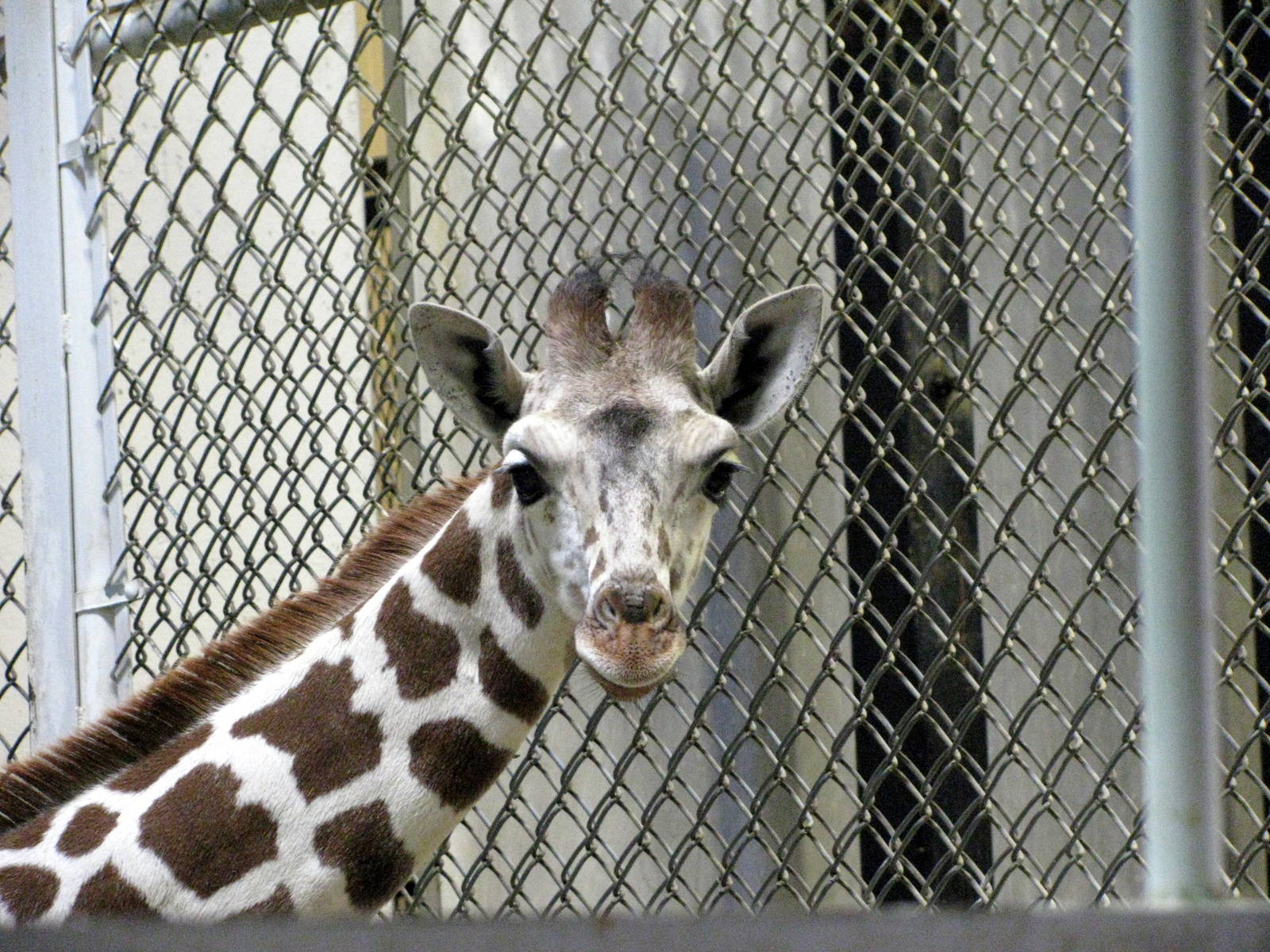 Animals & Man-Reticulated Giraffe