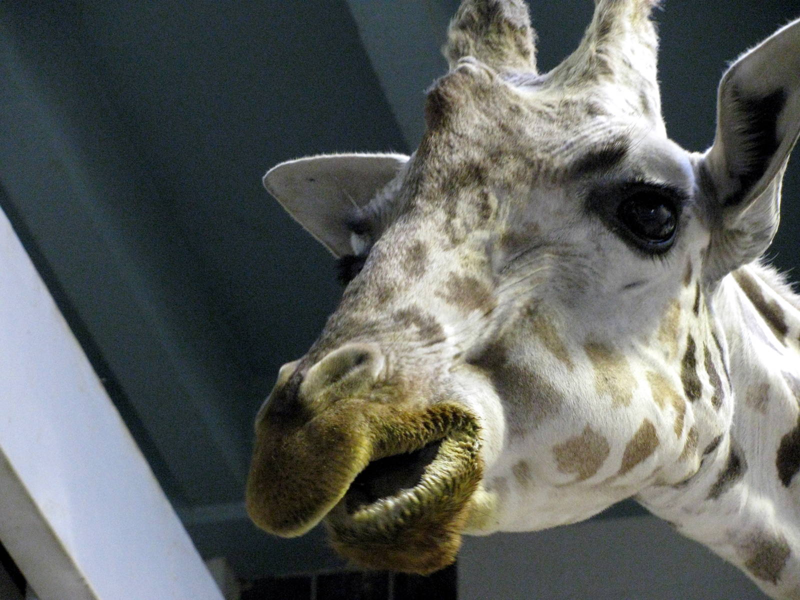 Animals & Man-Reticulated Giraffe