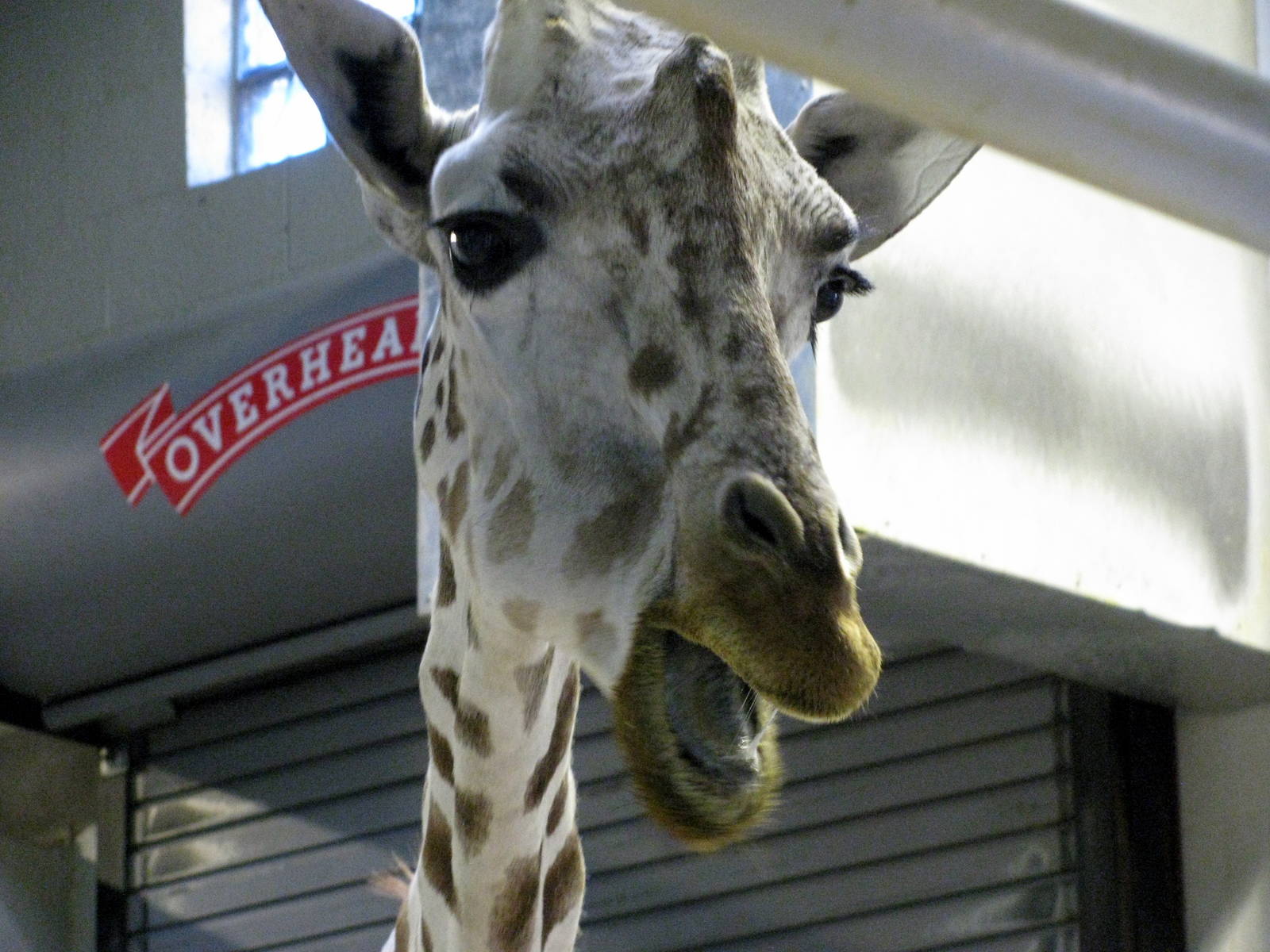 Animals & Man-Reticulated Giraffe