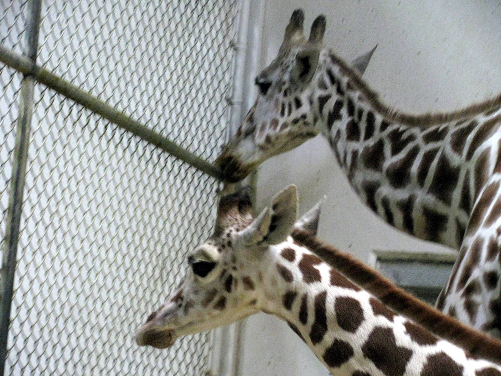 Animals & Man-Reticulated Giraffes