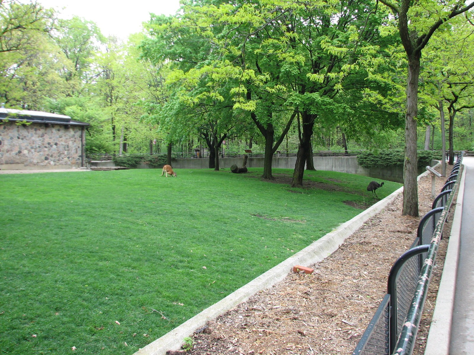 Animals of Australia - Red Kanagaroo and Emu Exhibit