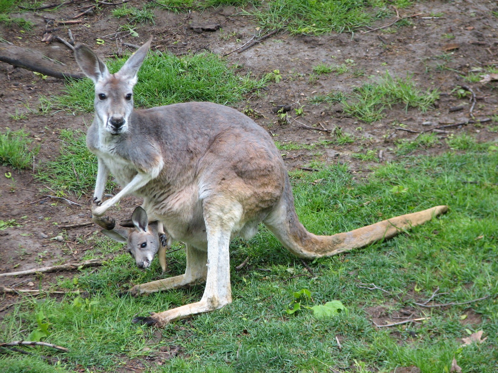 Animals of Australia - Red Kangaroo