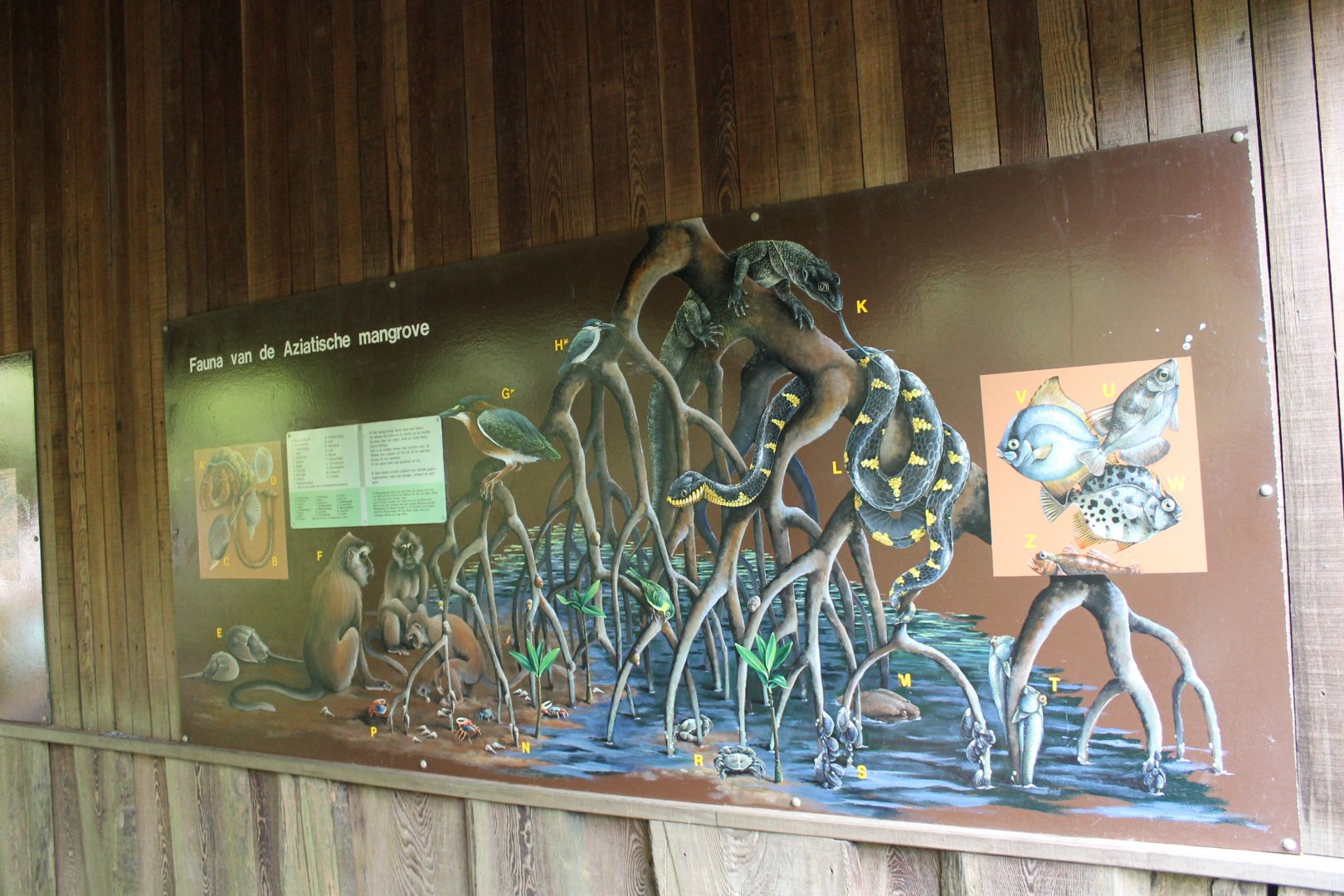 Animals of the Asian mangroves