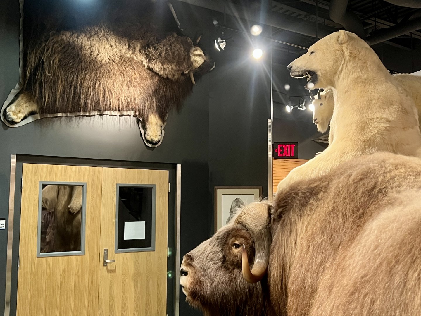 Animals of the High Arctic