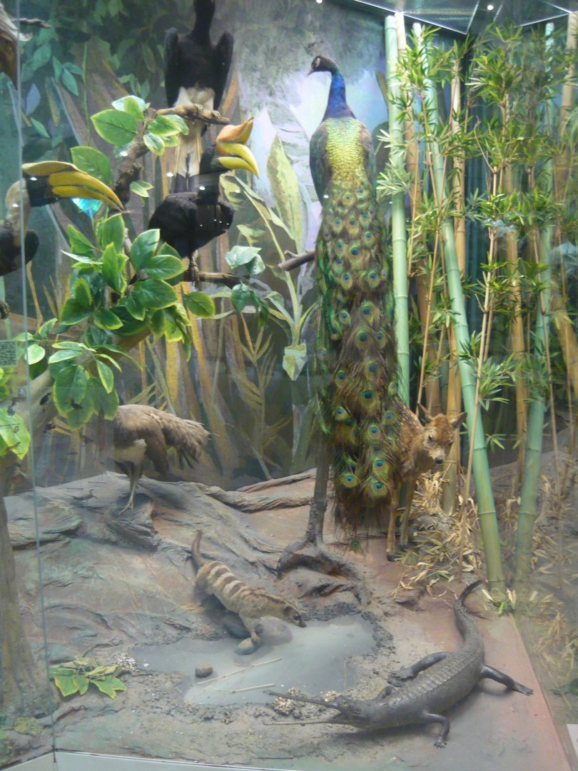 Animals of the Indomalayan realm