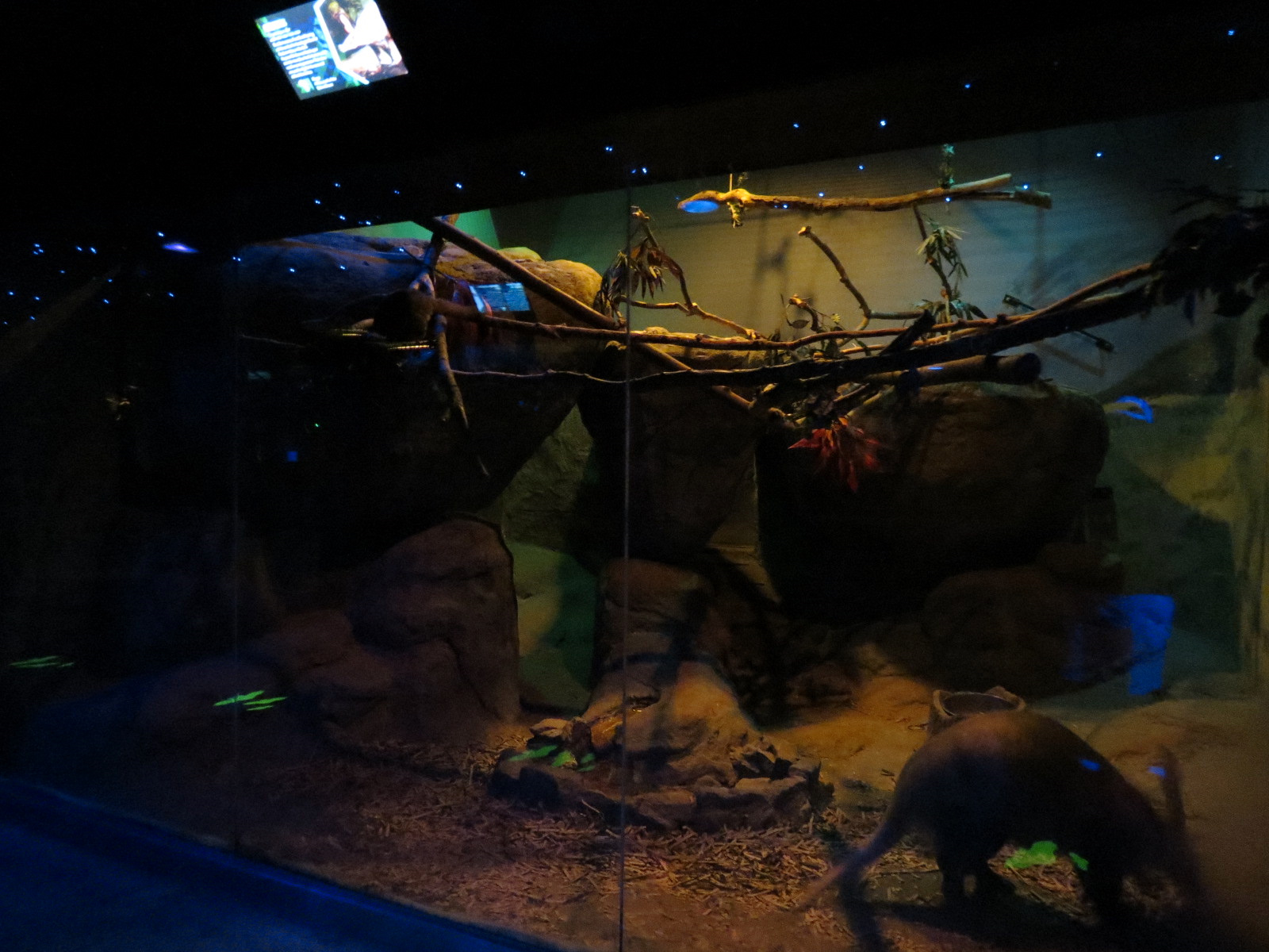 Animals of the Night - Aardvark and Greater Bushbaby Exhibit