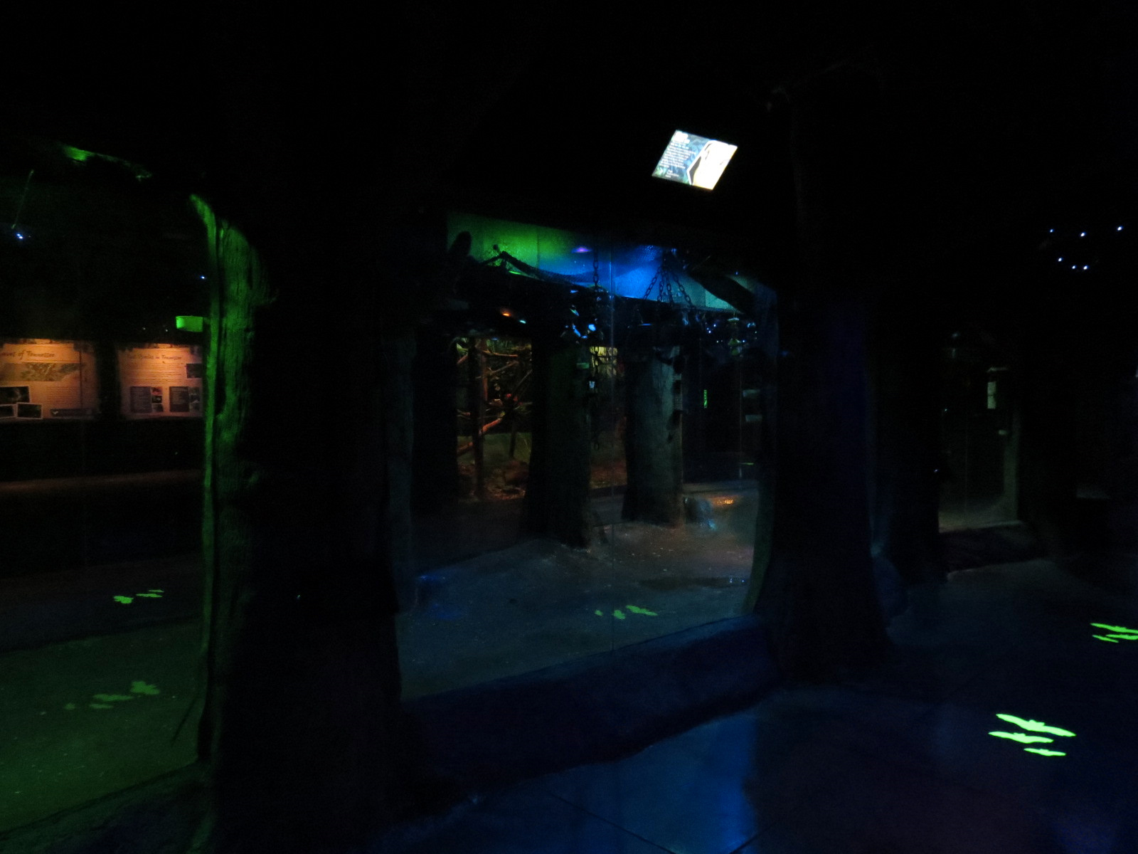 Animals of the Night - Egyptian Rousette Bat, Greater Fishing Bat, and Seba's Short-tailed Bat Exhibit