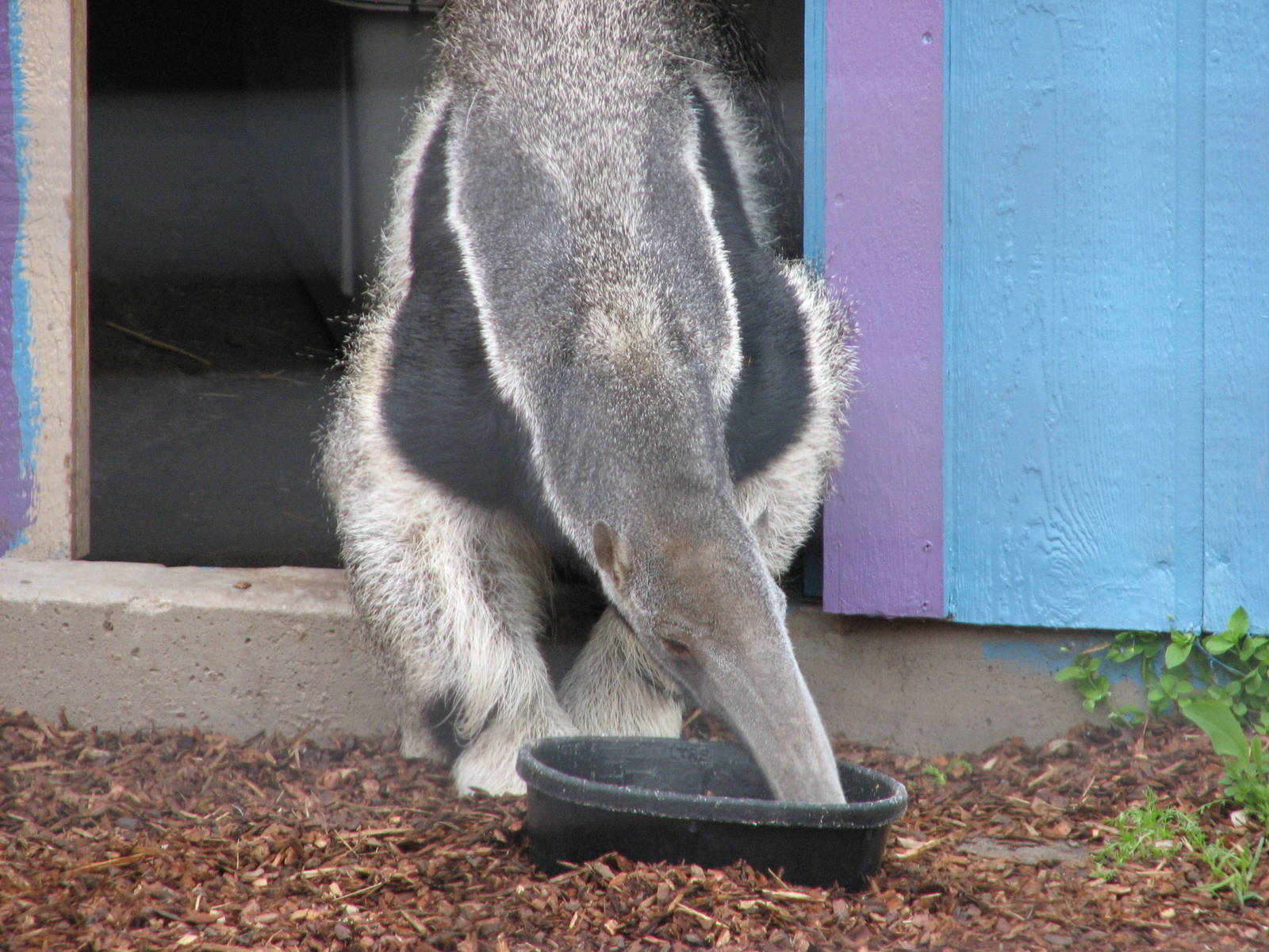 Animals of the Pampas - Giant Anteater