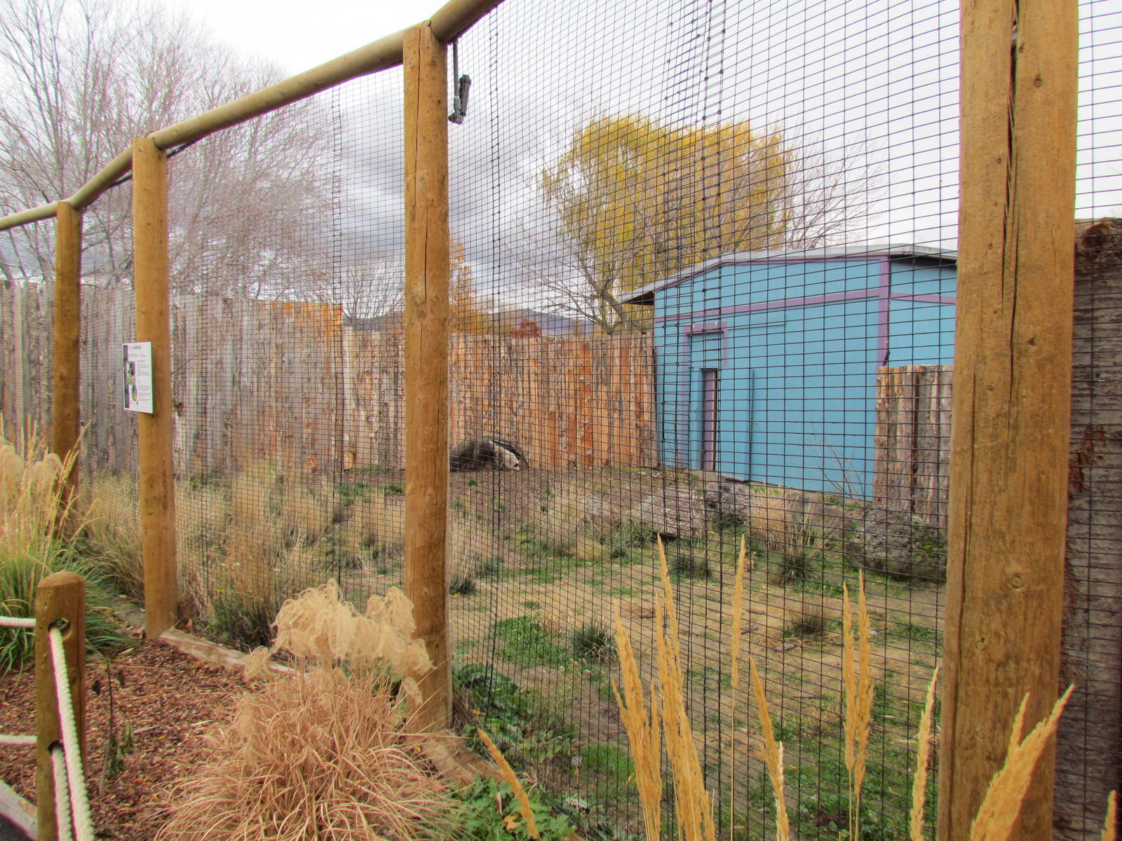Animals of the Pampas - Giant Anteater