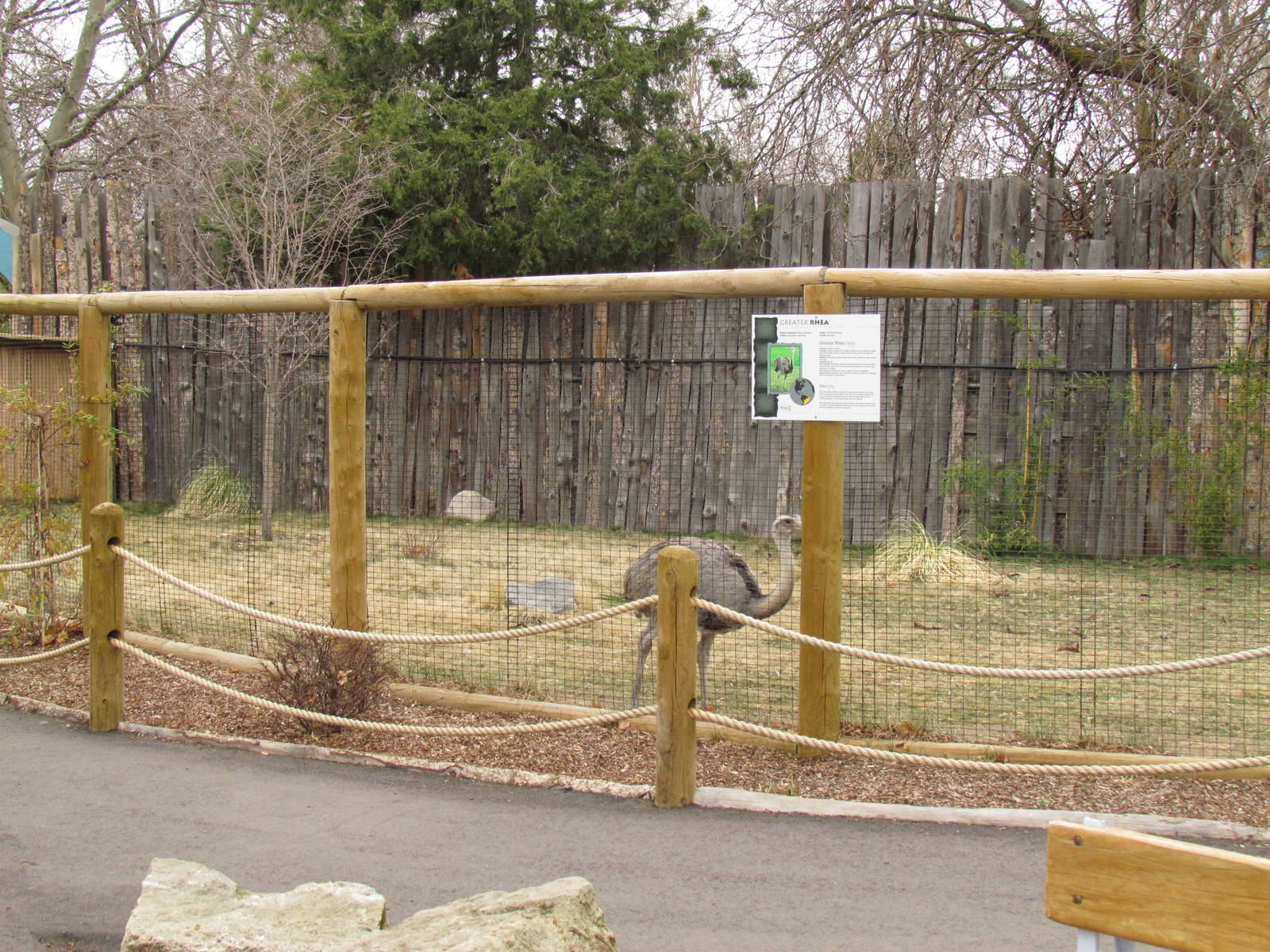 Animals of the Pampas - Greater Rhea Exhibit