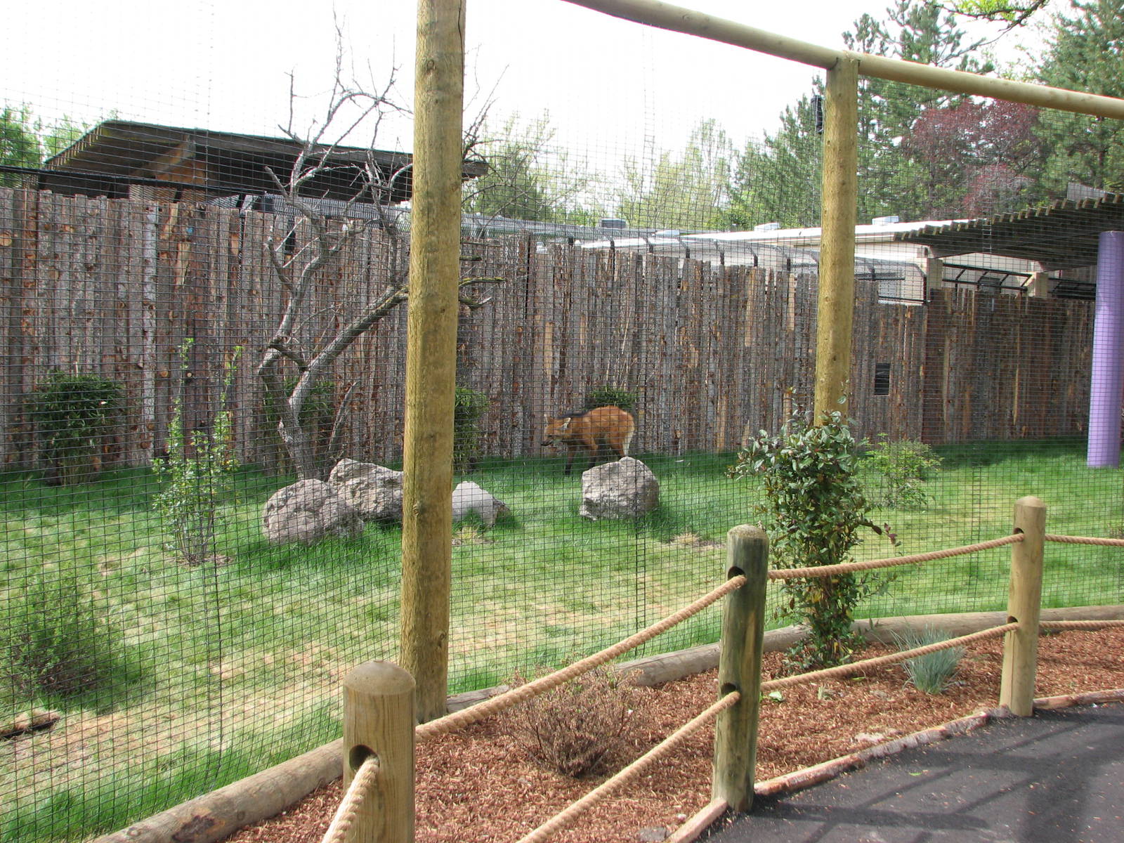 Animals of the Pampas - Maned Wolf/Giant Anteater Exhibit