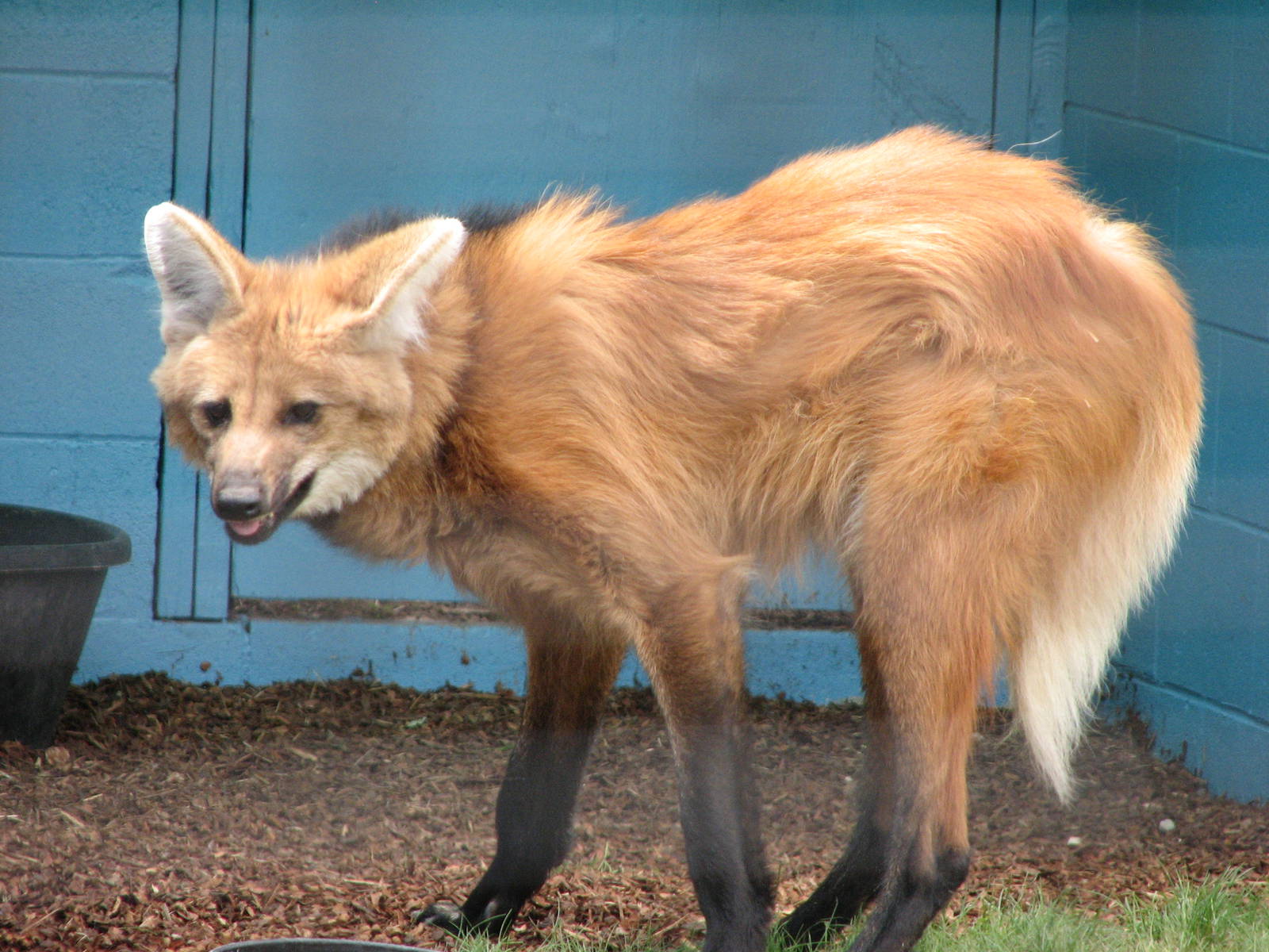 Animals of the Pampas - Maned Wolf