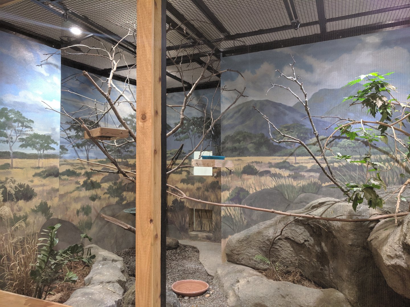 Animals of the Savannah Building