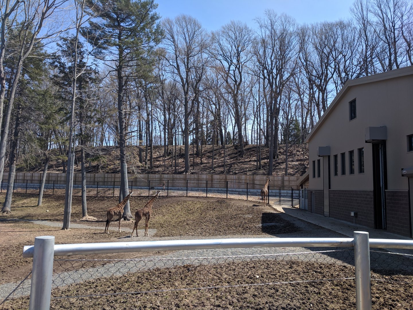 Animals of the Savannah