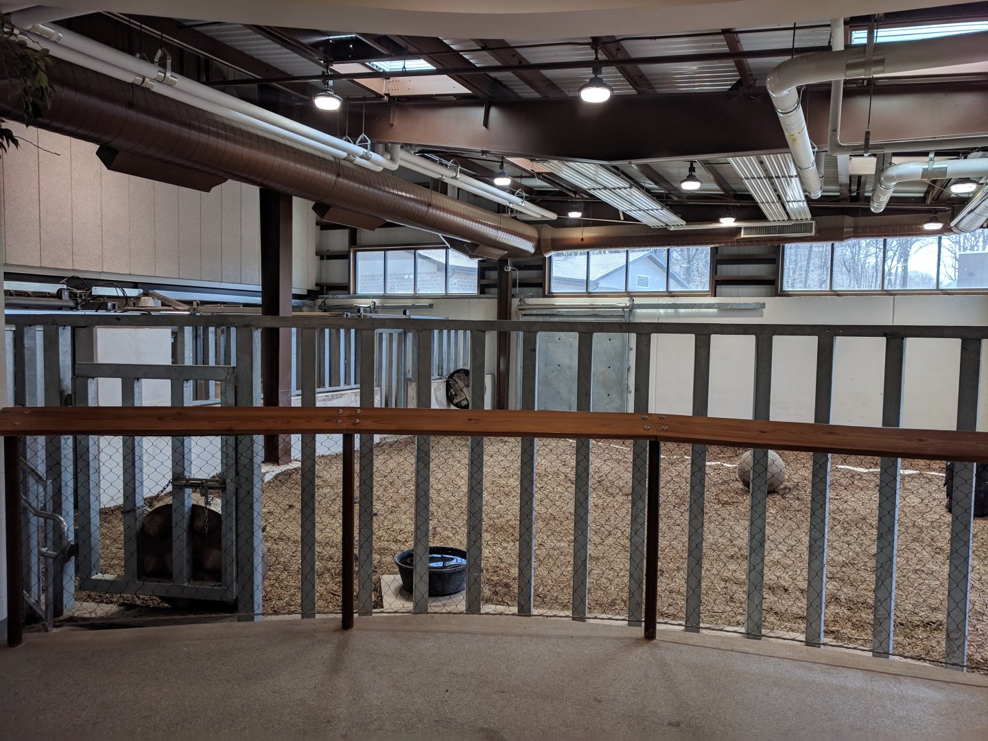 Animals of the Savannah