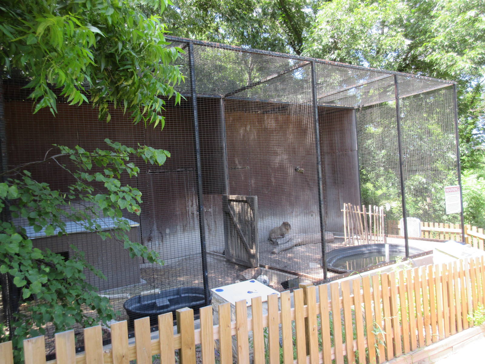 Animals of the World - Capybara Exhibit