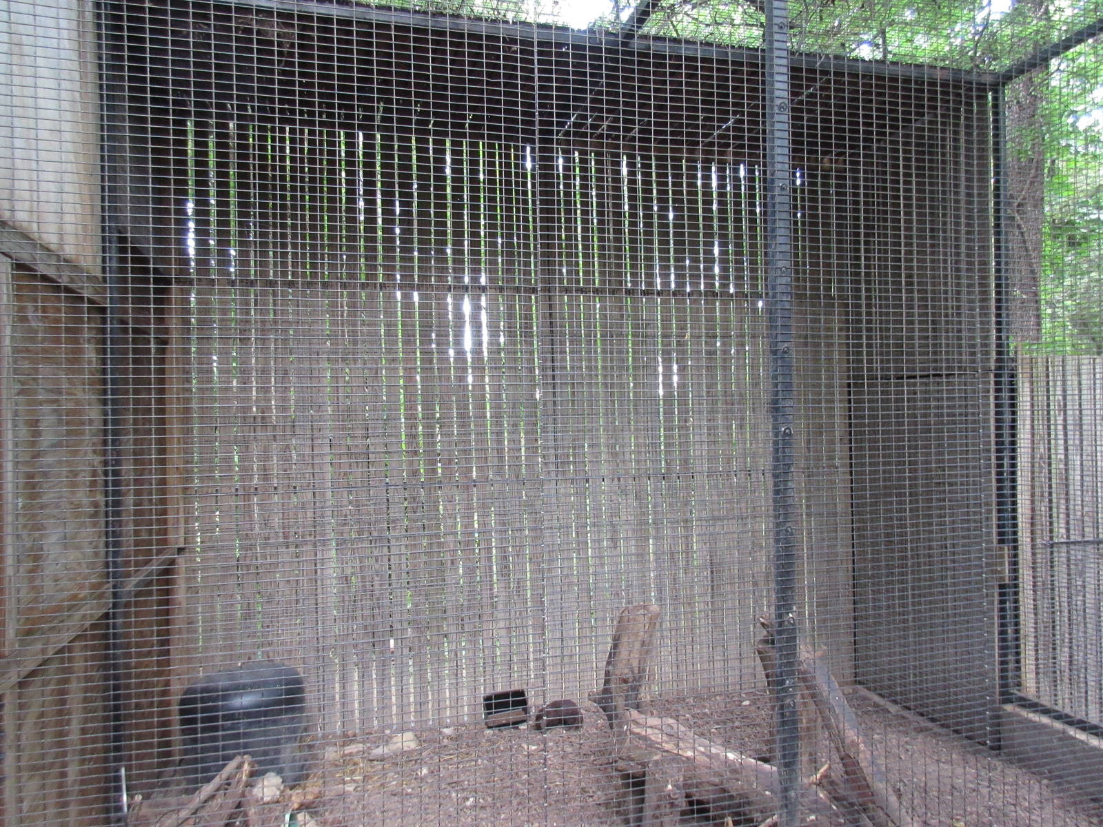 Animals of the World - Cusimanse Mongoose Exhibit