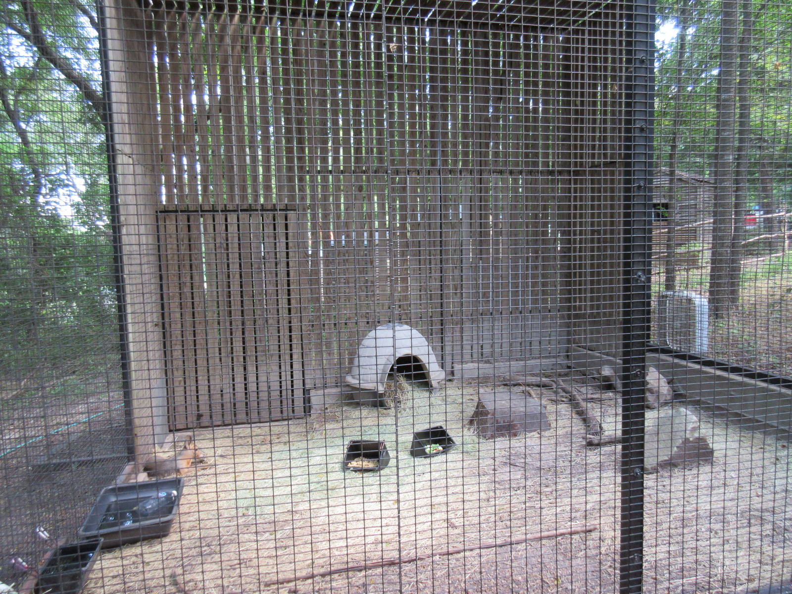 Animals of the World - Patagonian Cavy Exhibit