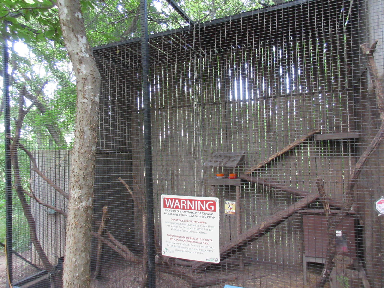 Animals of the World - Raccoon Exhibit (albino)
